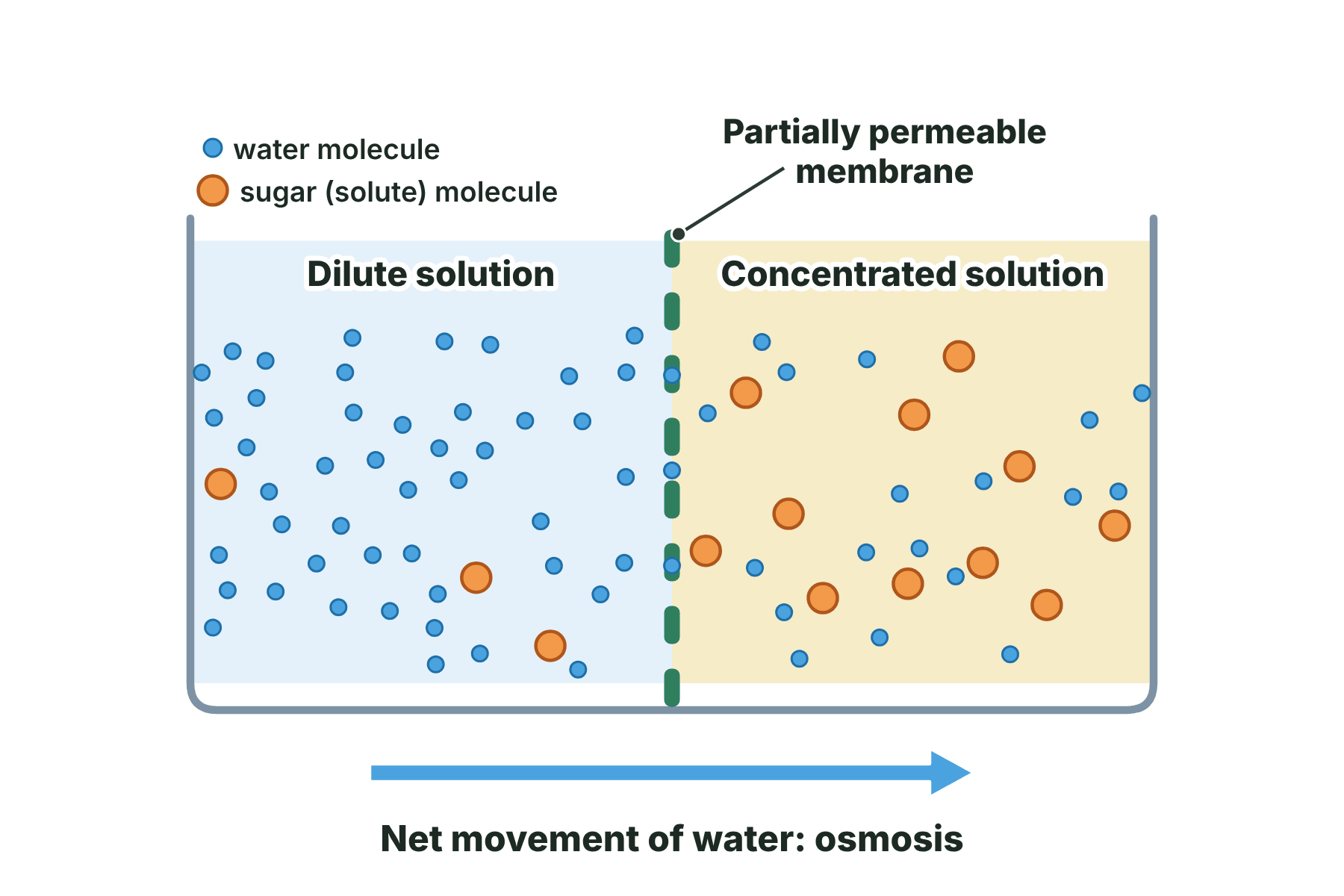 A beaker with a dilute solution on the left and a concentrated solution on the right, separated by a membrane, with an arrow showing water moving from left to right.