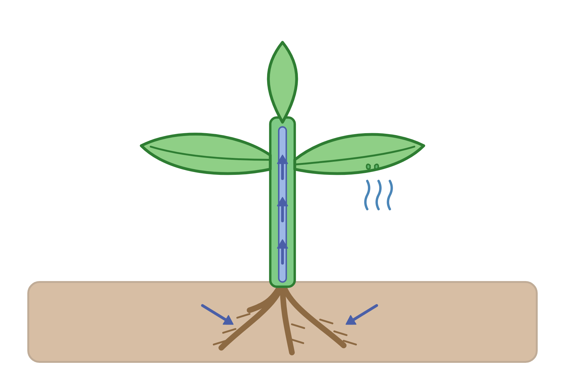 A plant with arrows and no labels.