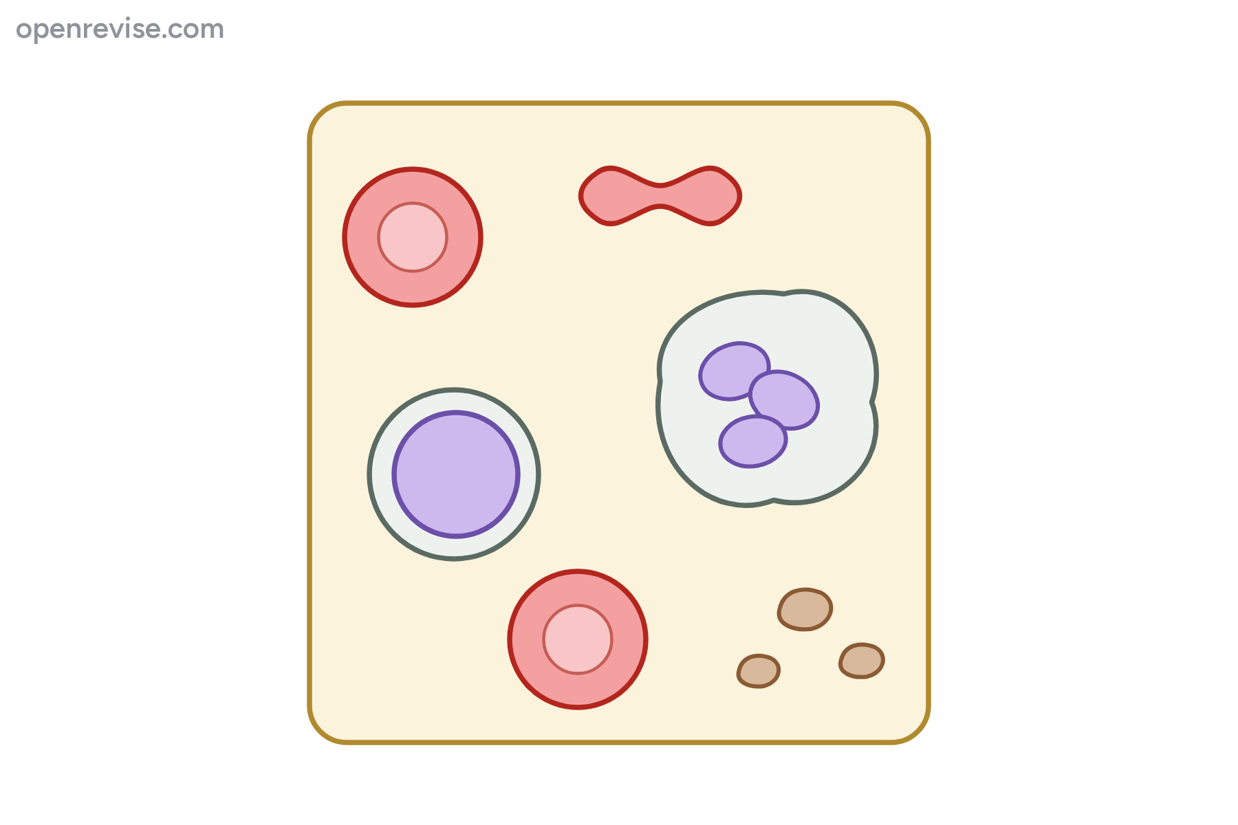 Blood cells in plasma with no labels.