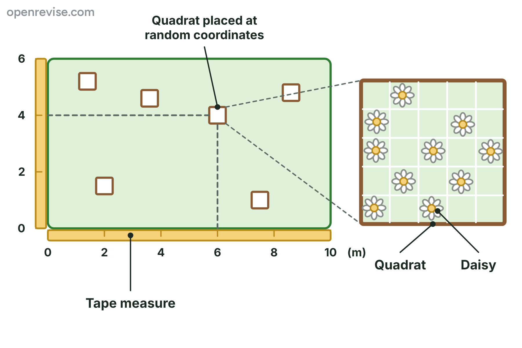 A field with tape measures along two sides, quadrats at random coordinates, and one quadrat enlarged to show a grid with ten daisies in it.