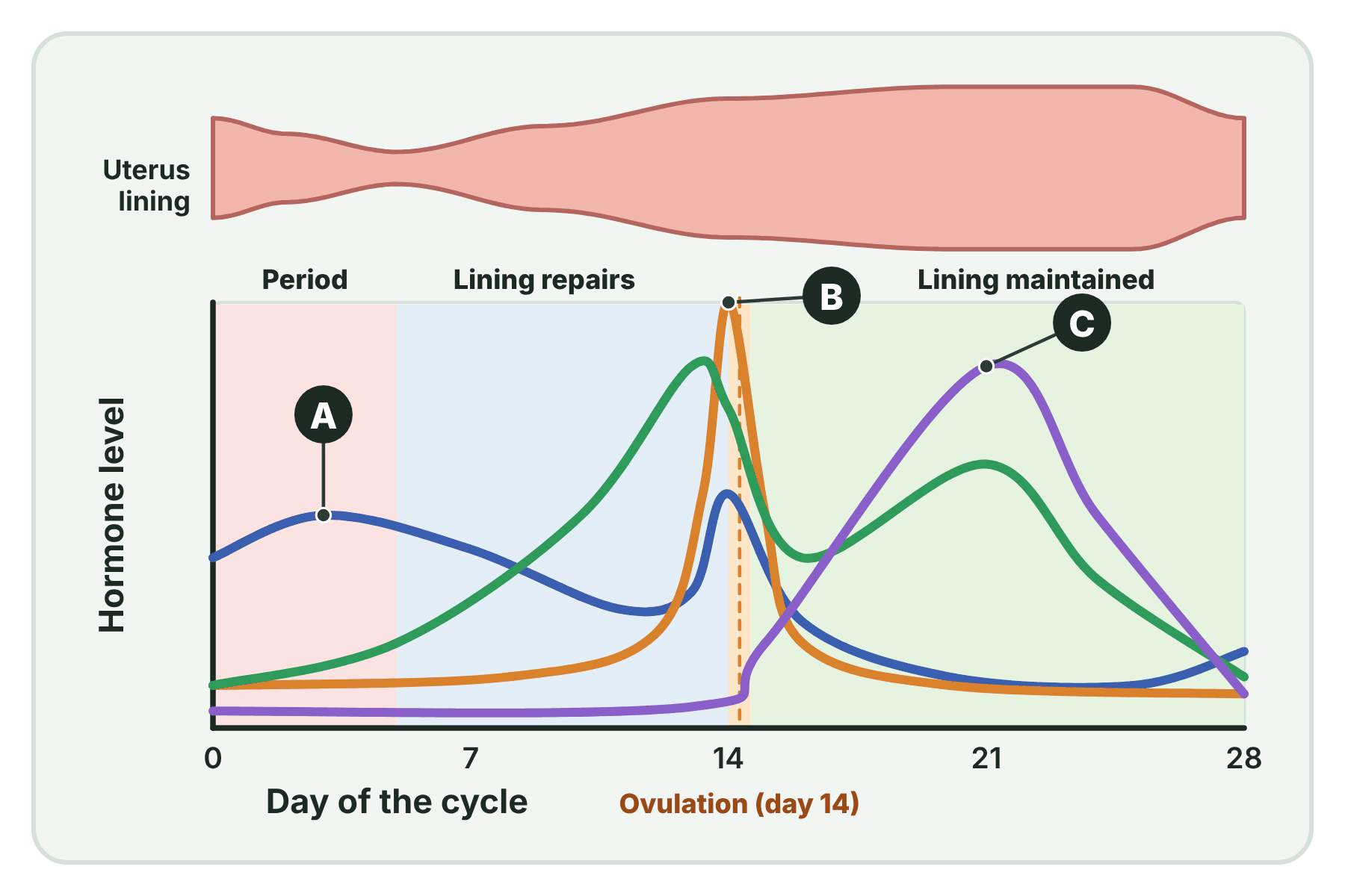 A hormone graph for the menstrual cycle with three curves marked A, B and C.