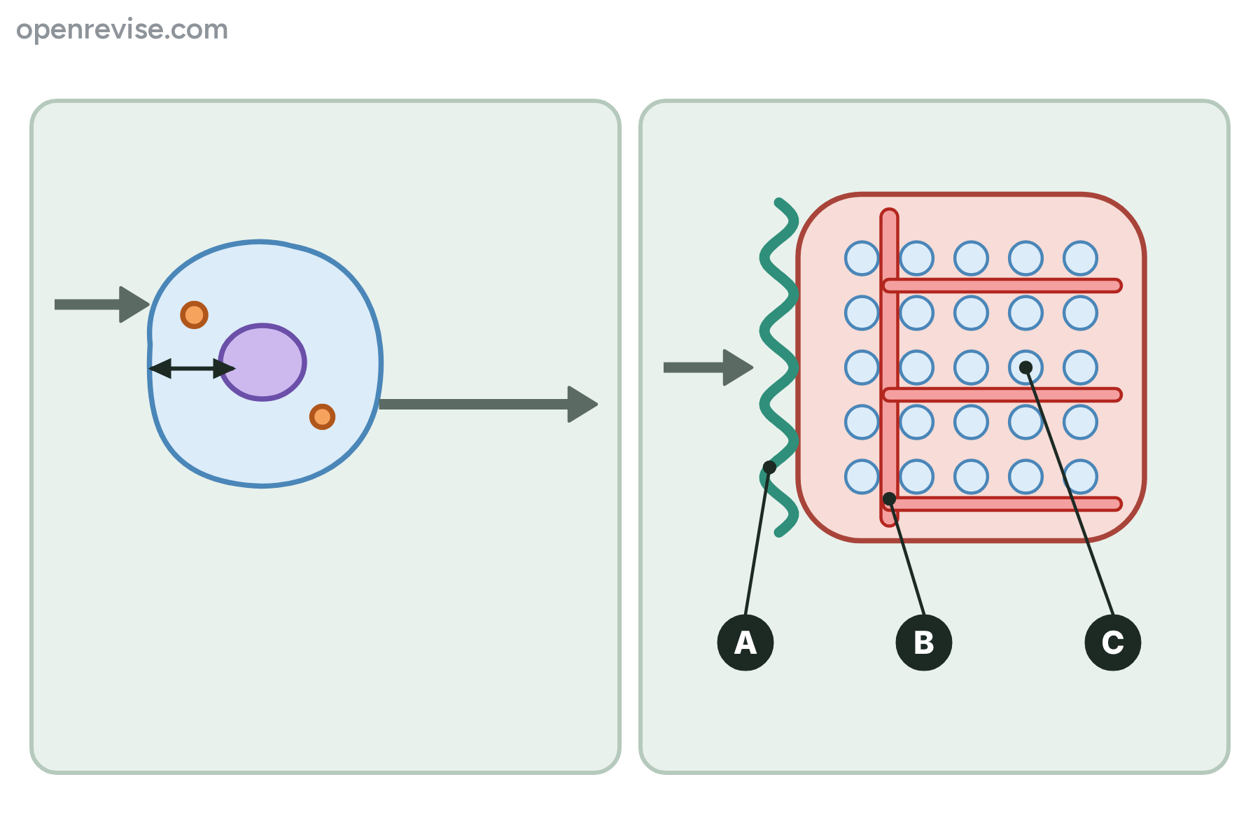 A single cell and a large block of cells with a wavy line, a red vessel and a cell marked A, B and C.