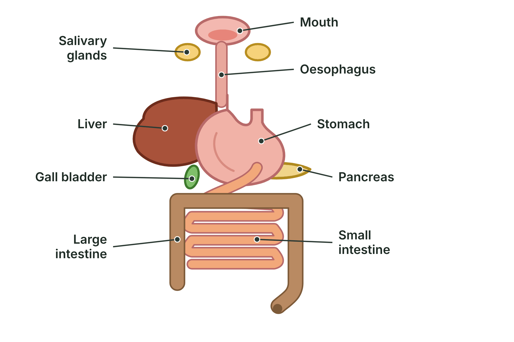 A diagram of the digestive system with the mouth, salivary glands, oesophagus, stomach, liver, gall bladder, pancreas, small intestine and large intestine labelled.