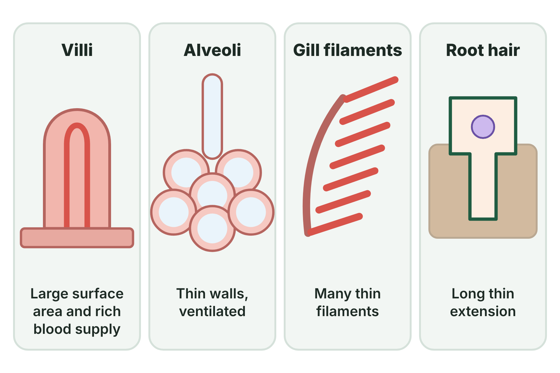 Four panels showing villi in the small intestine, alveoli in the lungs, gill filaments in a fish and a root hair cell in a plant.