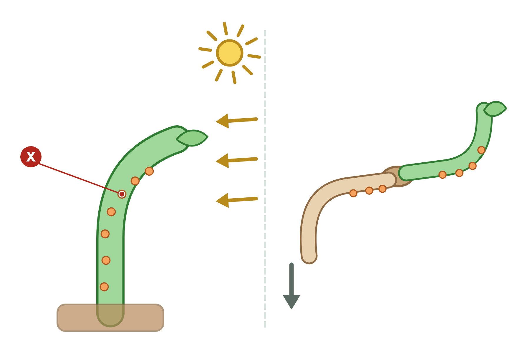 A shoot bending towards light, with a pointer marked X to orange dots on the shaded side.