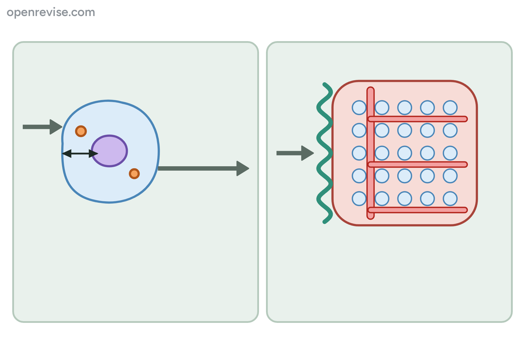 A single cell and a large block of cells with a blood vessel, with no labels.