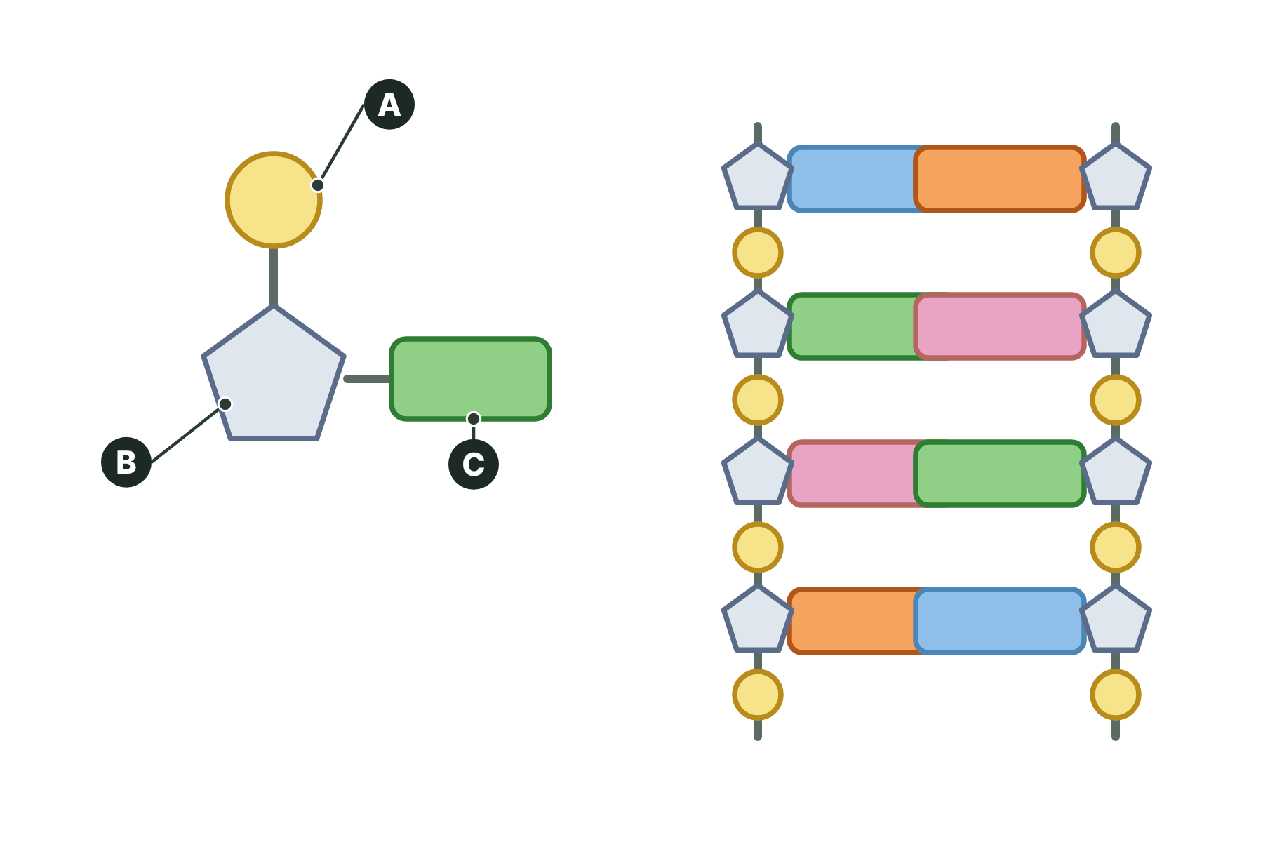 A nucleotide with its three parts marked A, B and C.