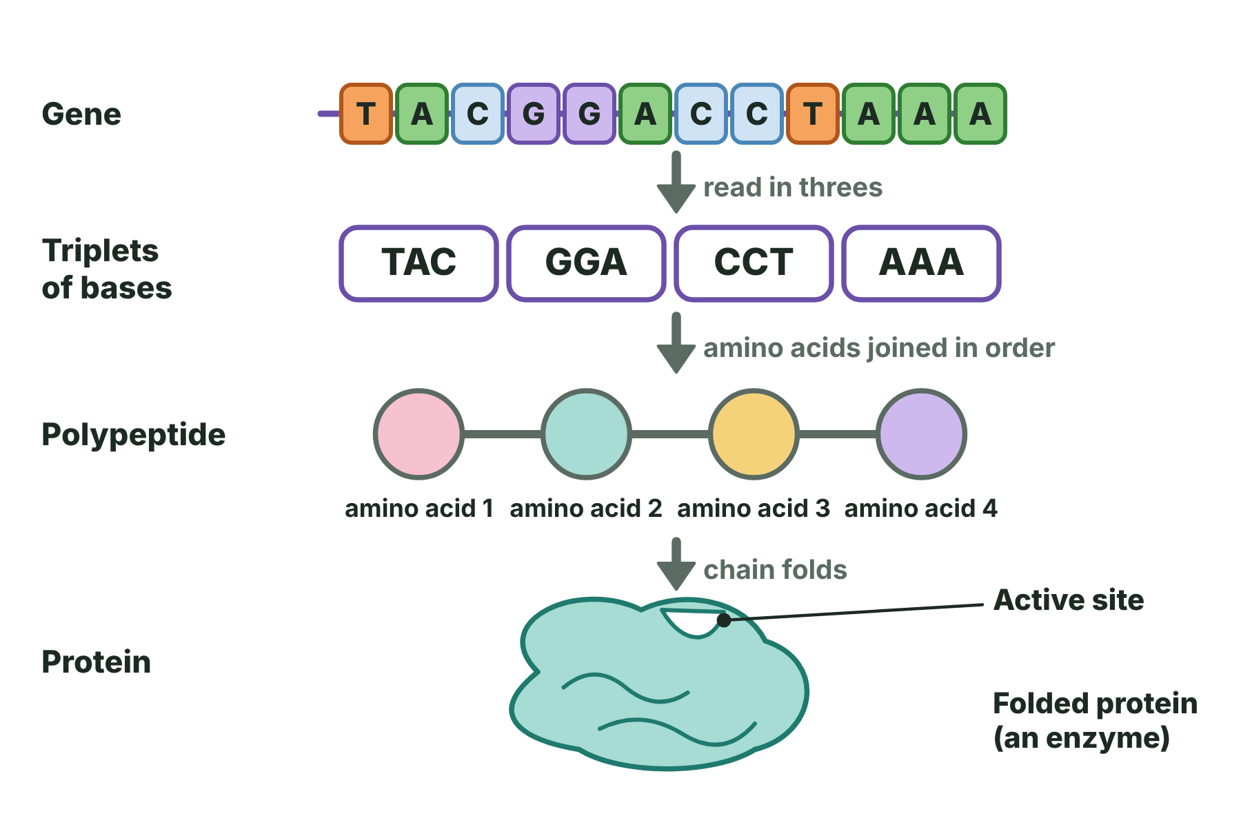 A gene is read in triplets of bases, each triplet gives an amino acid, and the chain of amino acids folds into a protein with an active site.