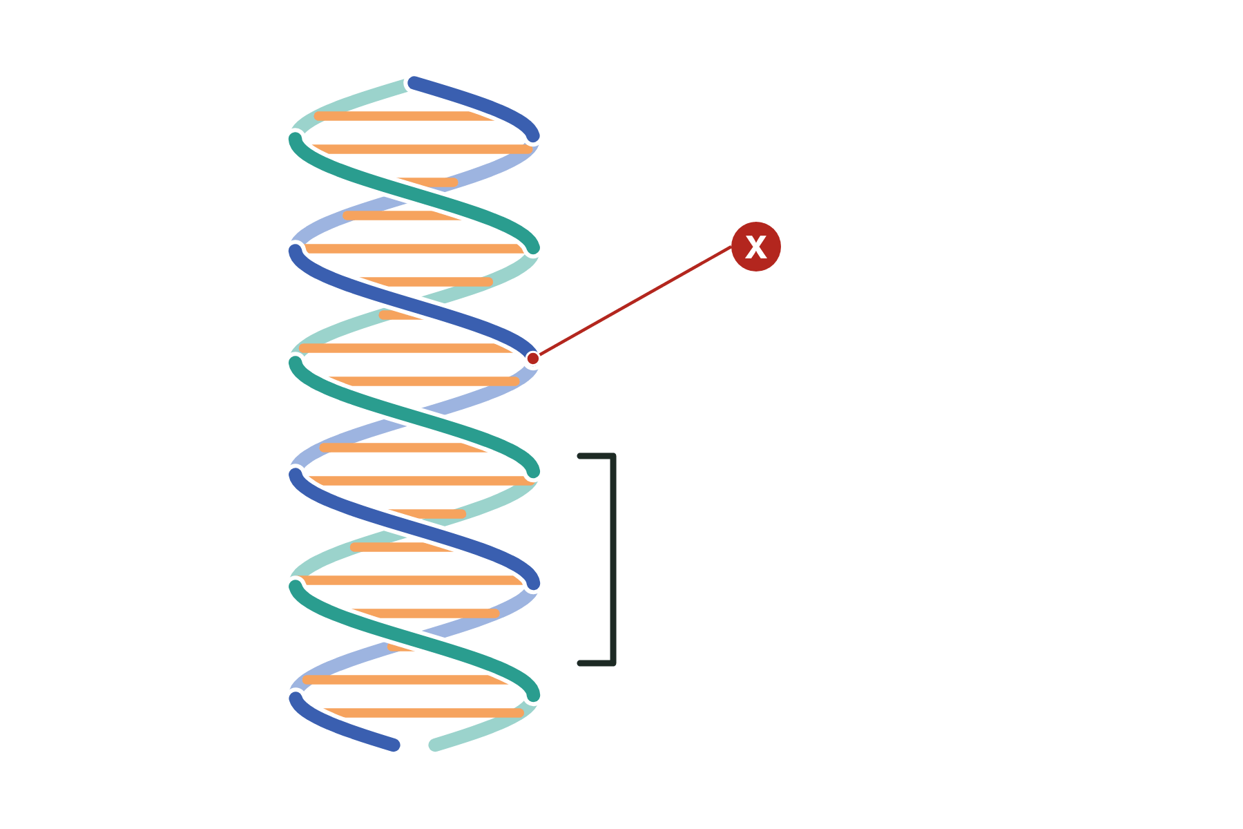 A DNA double helix with a pointer marked X to one strand.