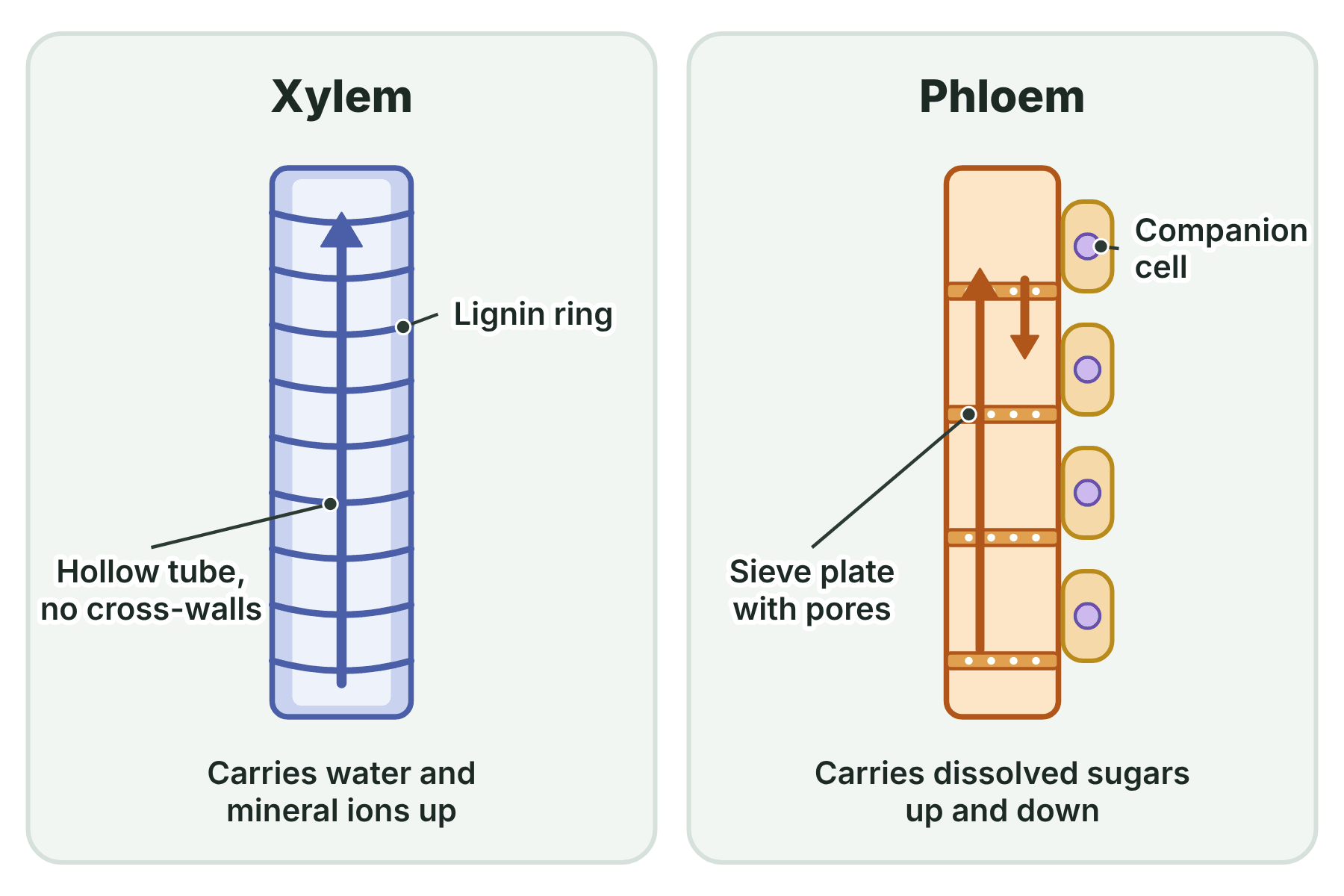 A xylem vessel with lignin rings and upward arrows beside a phloem tube with pores in its end walls, companion cells and arrows in both directions.