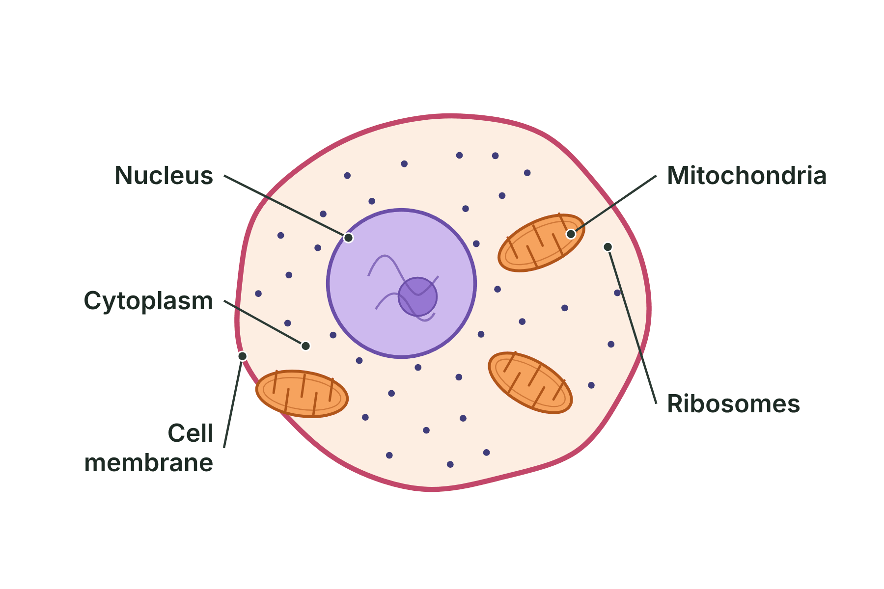 A labelled animal cell showing the nucleus, cytoplasm, cell membrane, mitochondria and ribosomes.
