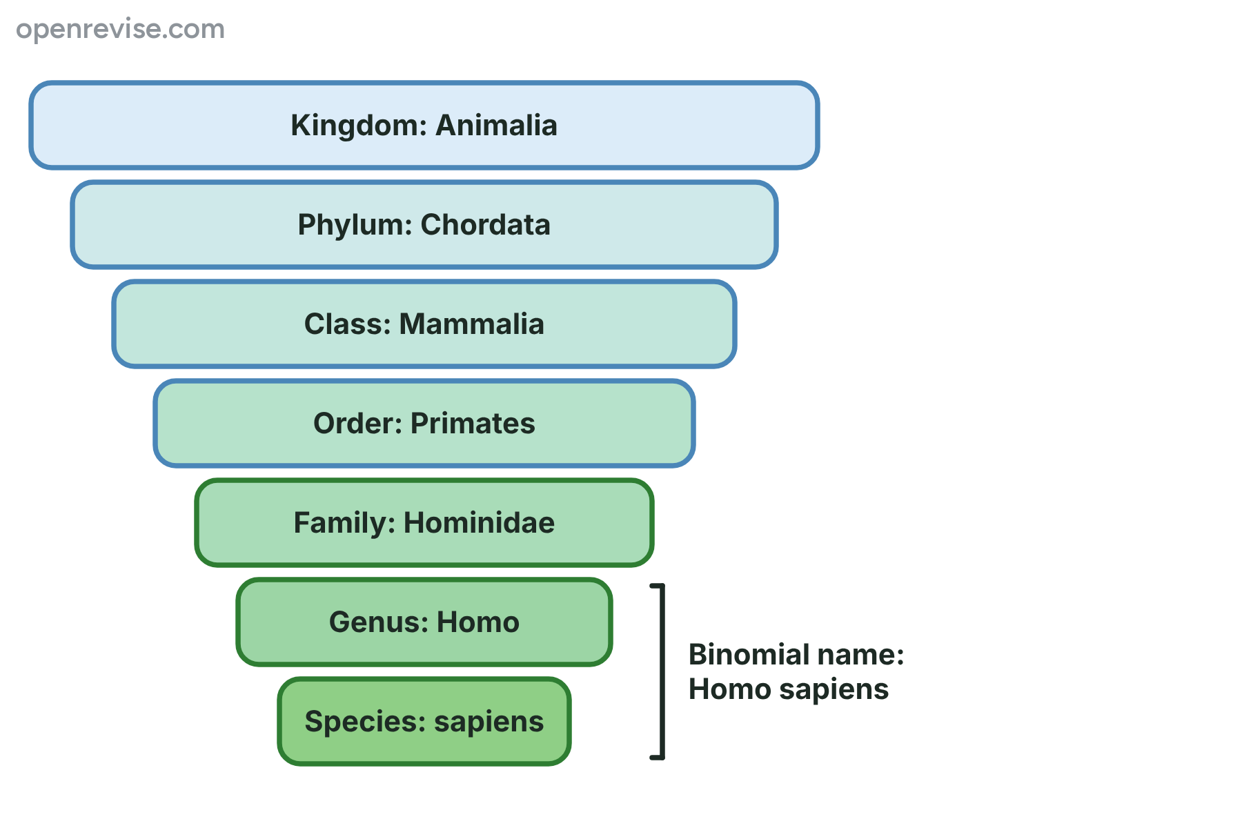 Seven stacked bars, from kingdom to species, showing how humans are classified, with the genus and species as the binomial name.