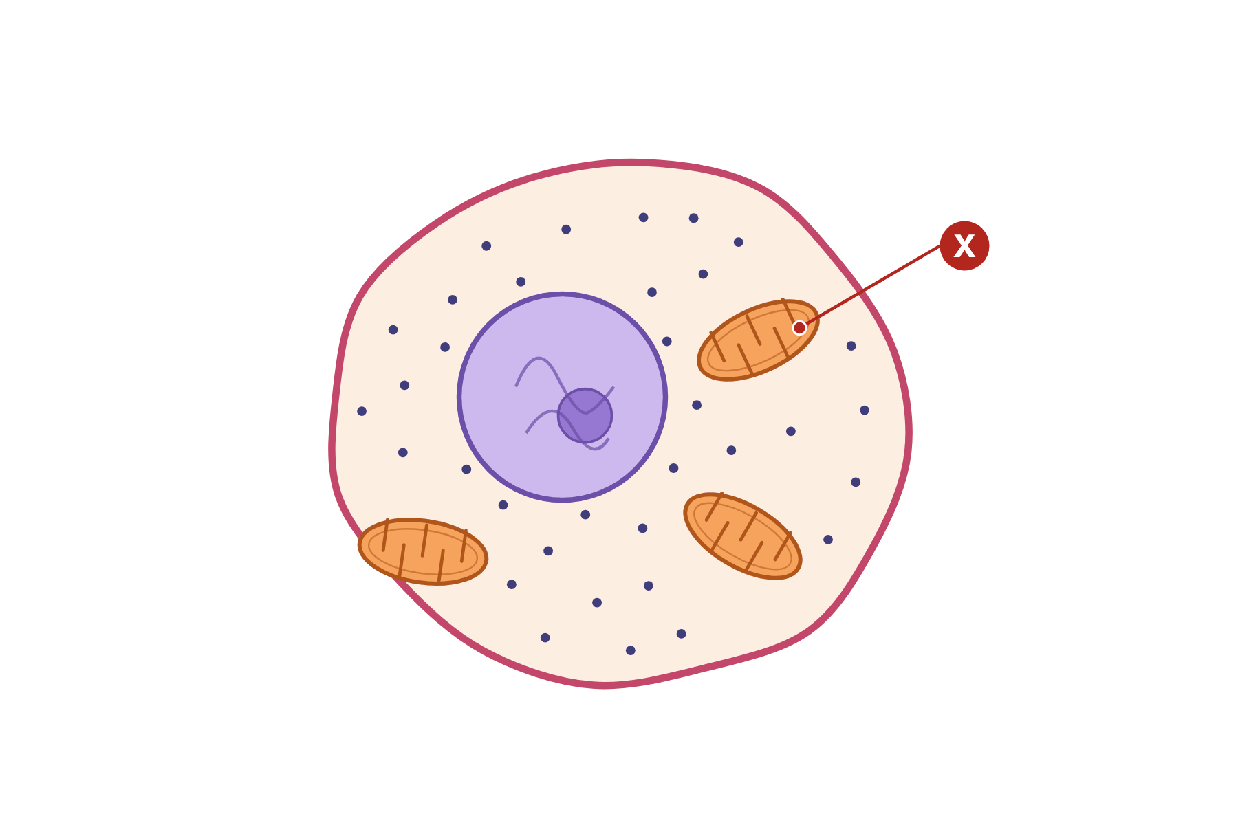 An animal cell with a pointer marked X to a mitochondrion.