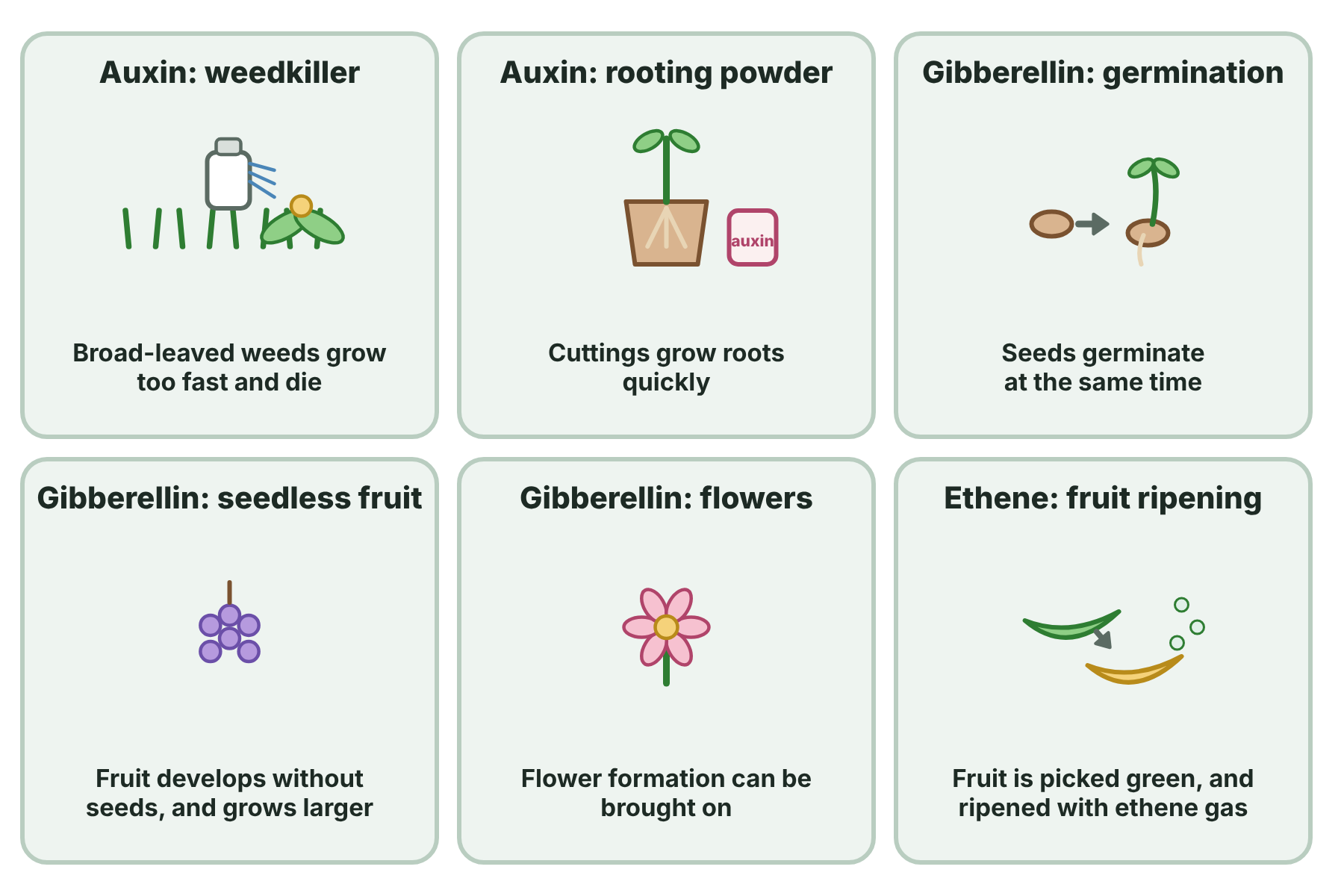 Six commercial uses of plant hormones: auxin as a weedkiller and in rooting powder, gibberellin for germination, seedless fruit and flowers, and ethene for ripening fruit.