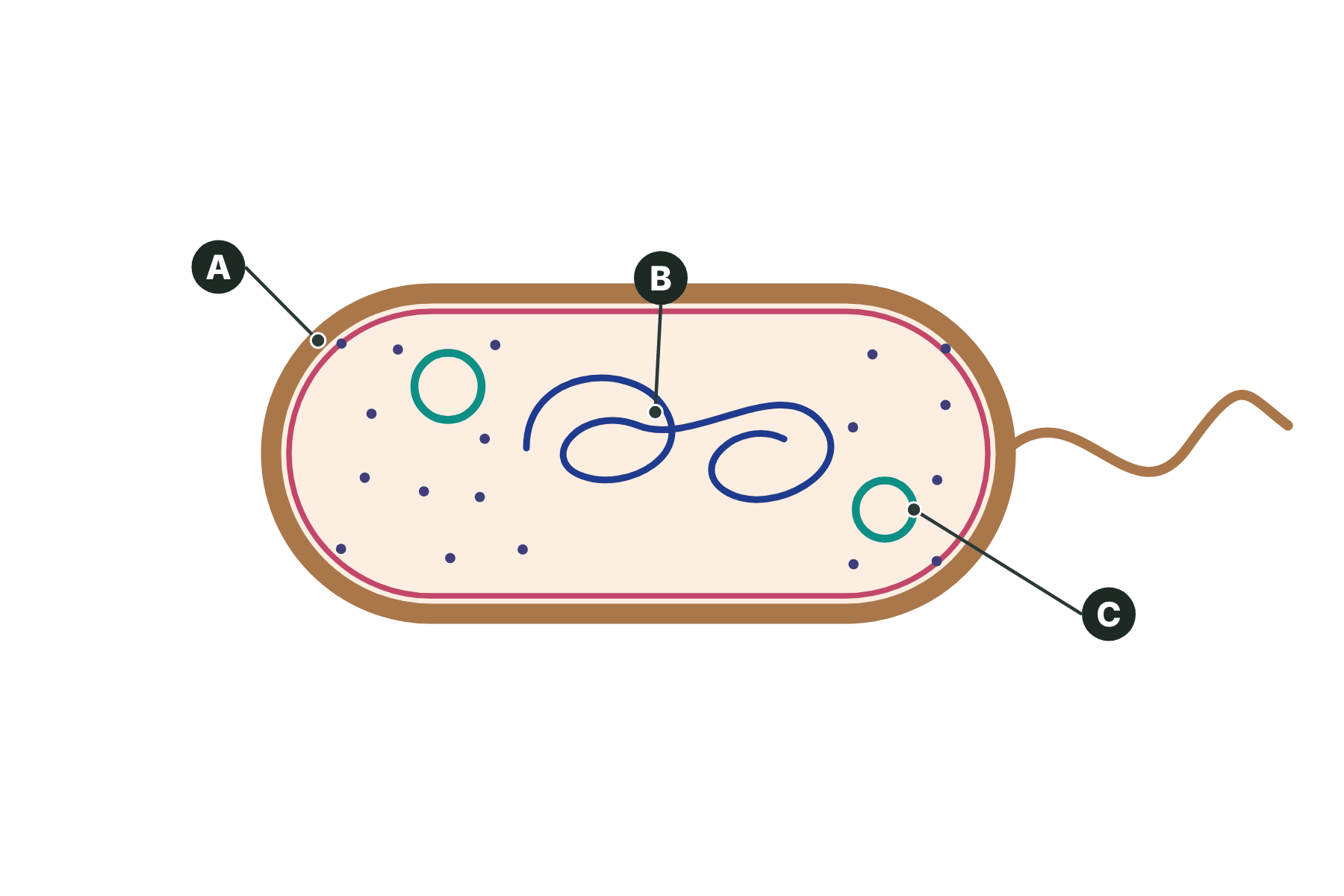 A bacterial cell with three structures marked A, B and C.