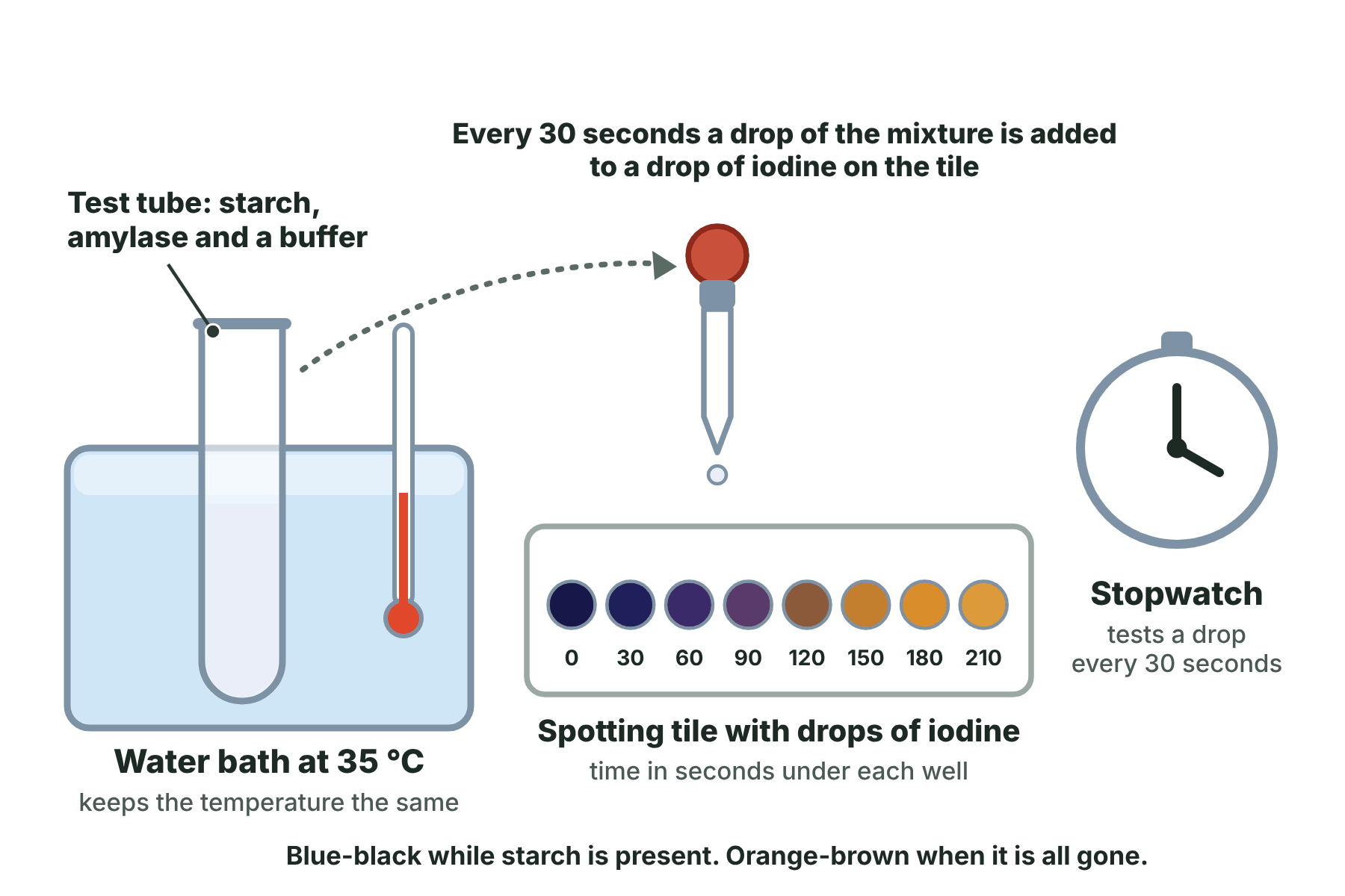 A water bath with a test tube and thermometer, a dropping pipette above a spotting tile with eight iodine drops that change from blue-black to orange-brown, and a stopwatch.