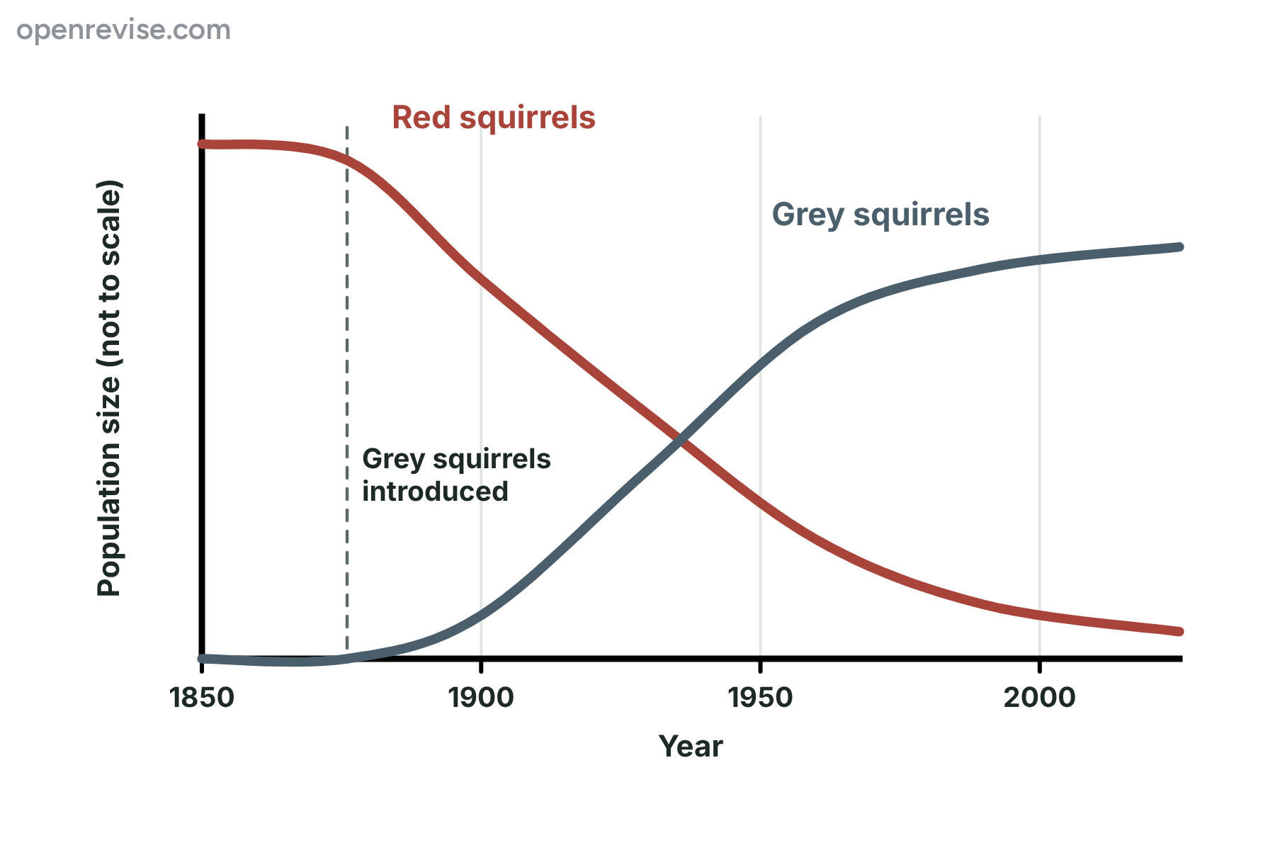 A graph in which the number of grey squirrels rises after their introduction while the number of red squirrels falls.