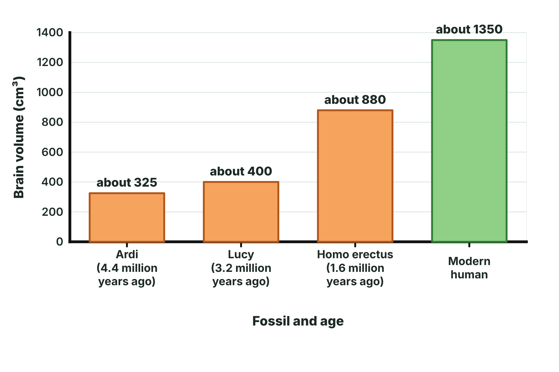 A bar chart of brain volume for Ardi, Lucy, Homo erectus and modern humans, increasing from about 325 to about 1350 cubic centimetres.