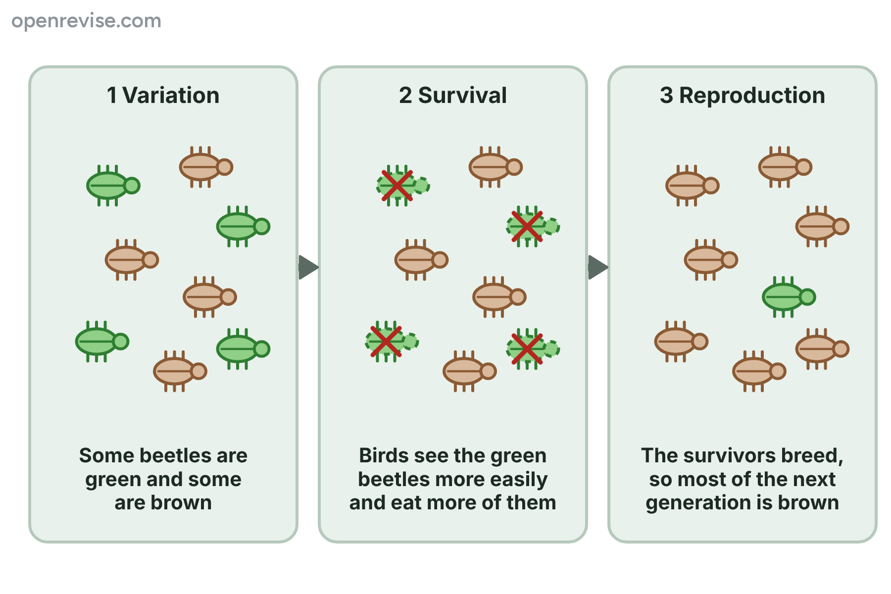 Beetles of two colours, in which the birds eat more of the green beetles, so most of the next generation is brown.