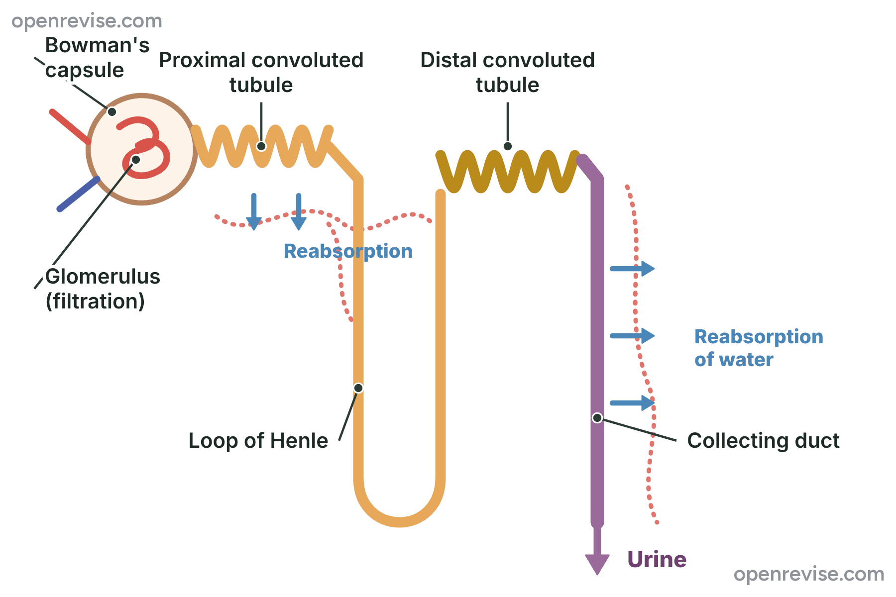 A diagram of a nephron showing Bowman's capsule with the glomerulus, the proximal convoluted tubule, the loop of Henle, the distal convoluted tubule and the collecting duct, with the sites of reabsorption marked.