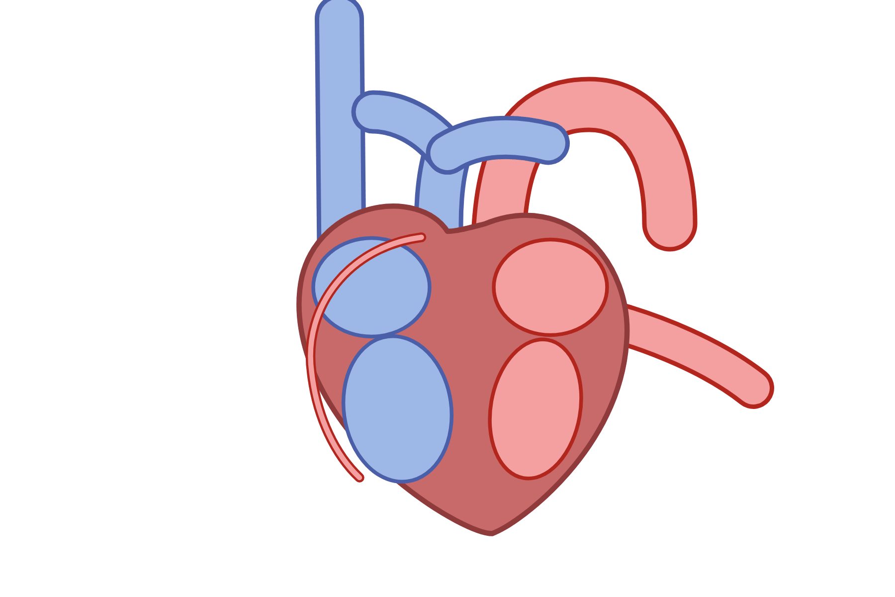 A heart with no labels.
