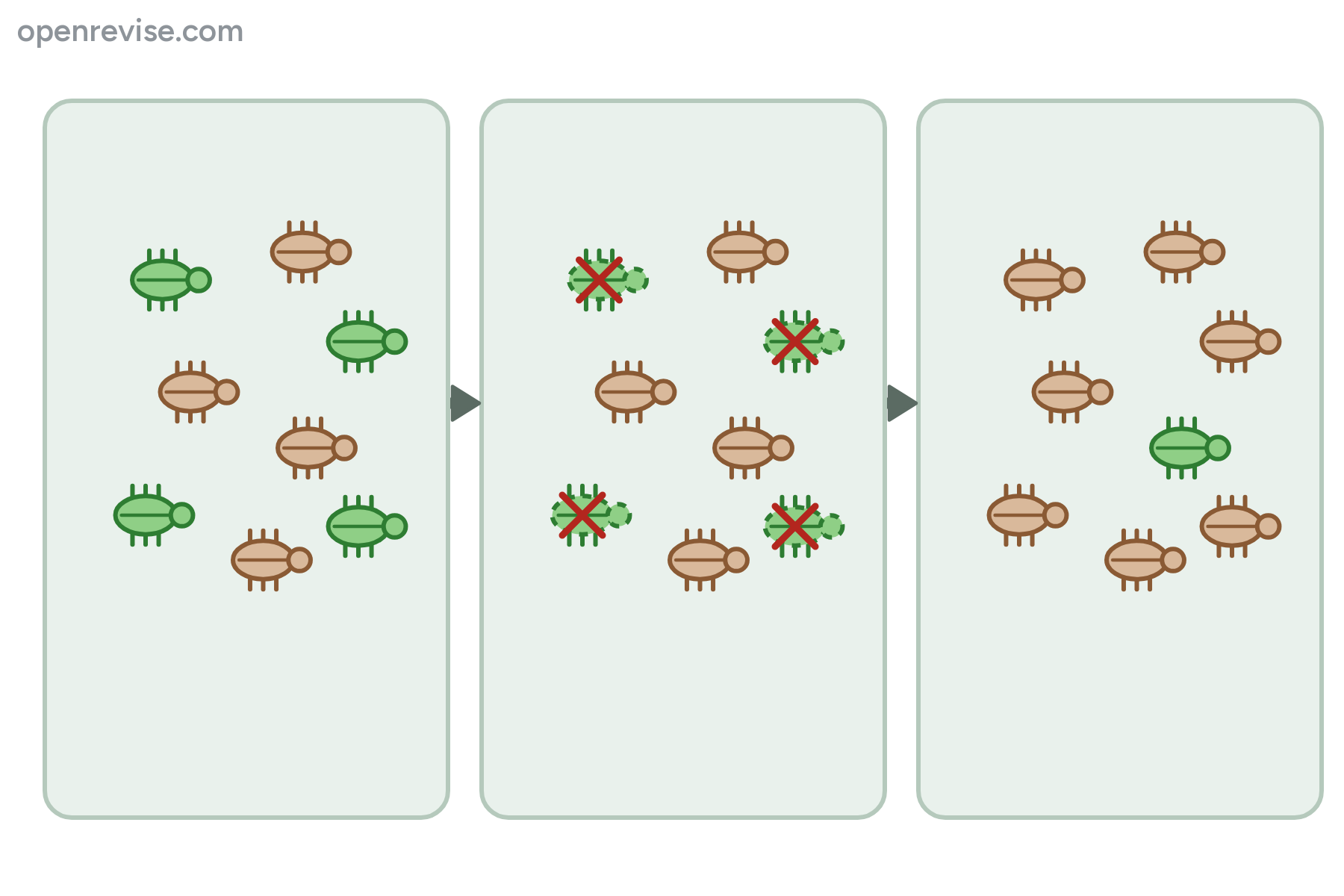 Three panels of beetles with no labels, showing the green beetles being eaten and the brown ones becoming more common.
