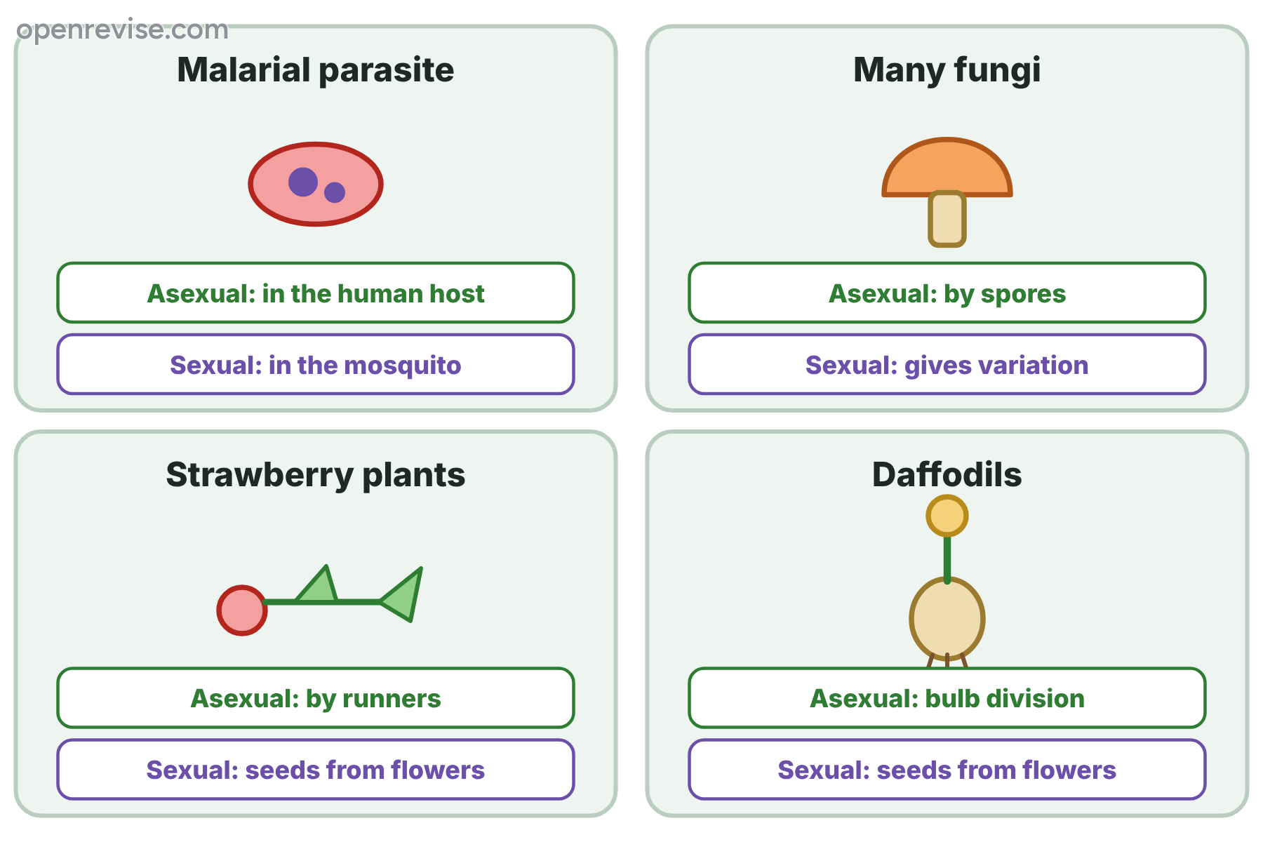 Four examples of organisms that reproduce both asexually and sexually: malarial parasites, fungi, strawberry plants and daffodils.
