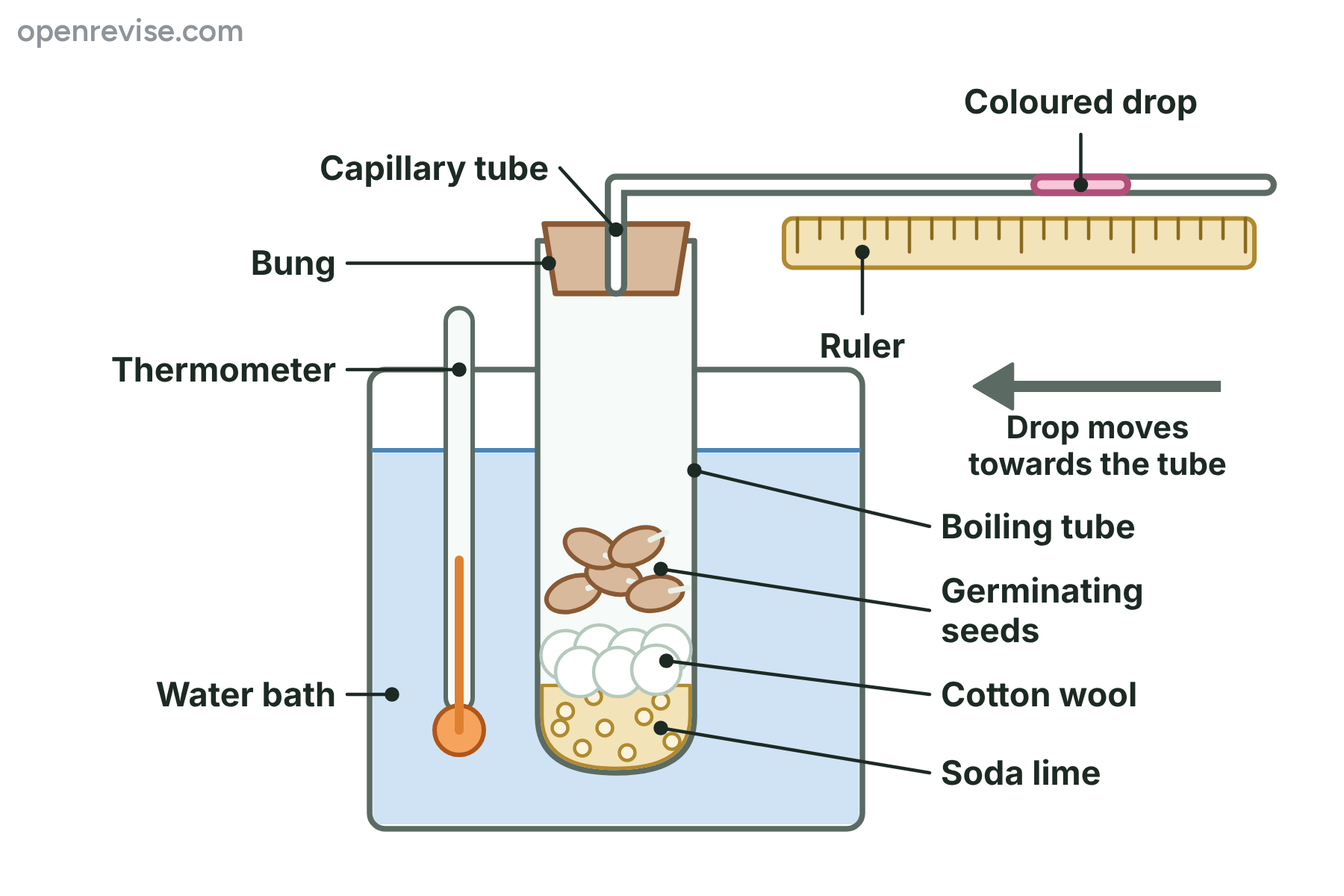 A respirometer with seeds, cotton wool and soda lime in a boiling tube in a water bath, and a capillary tube with a drop of coloured liquid beside a ruler.