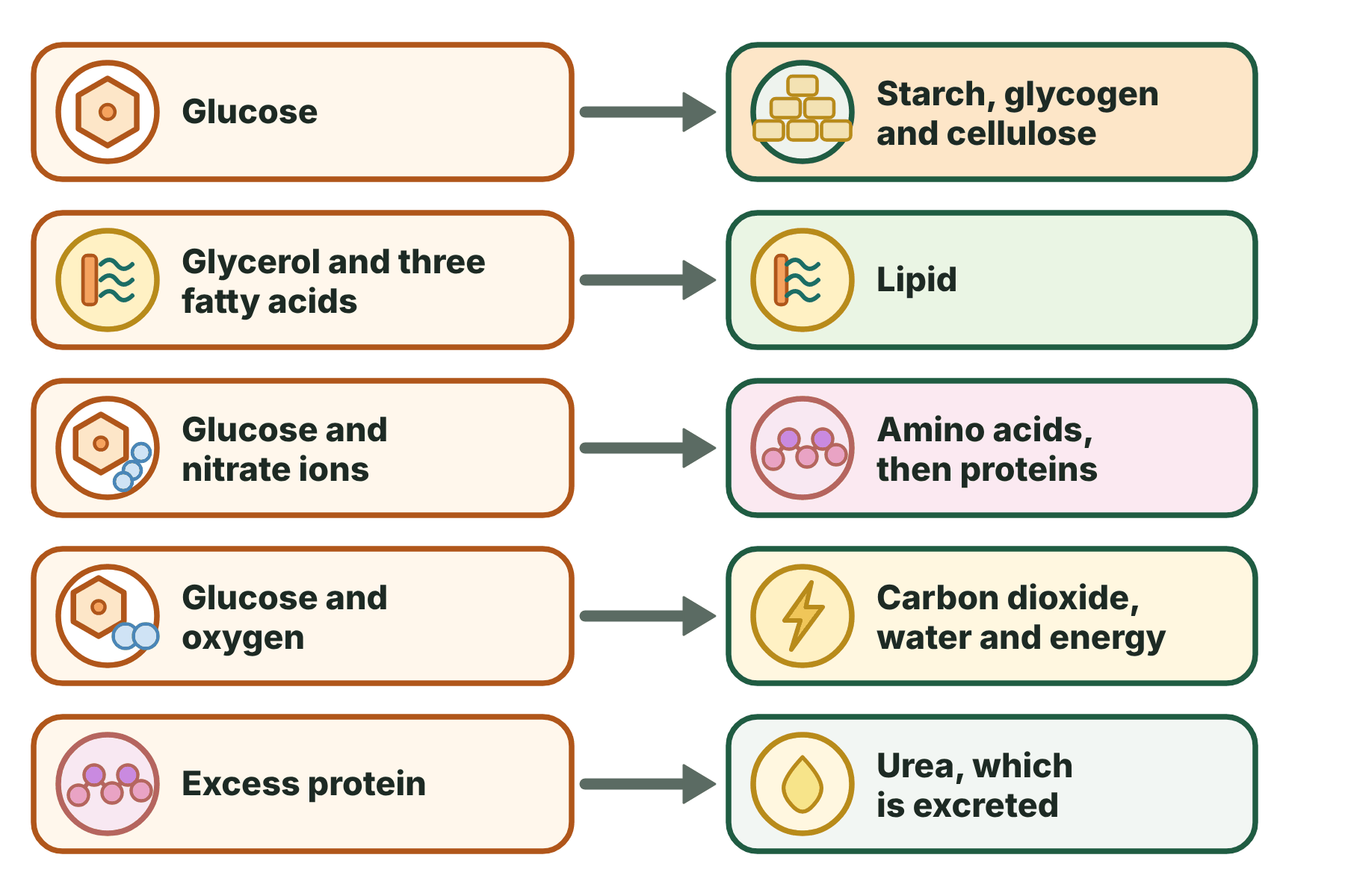 Five reactions of metabolism drawn as boxes joined by arrows, from glucose to starch, glycerol and fatty acids to lipid, glucose and nitrate to amino acids, glucose to energy, and excess protein to urea.