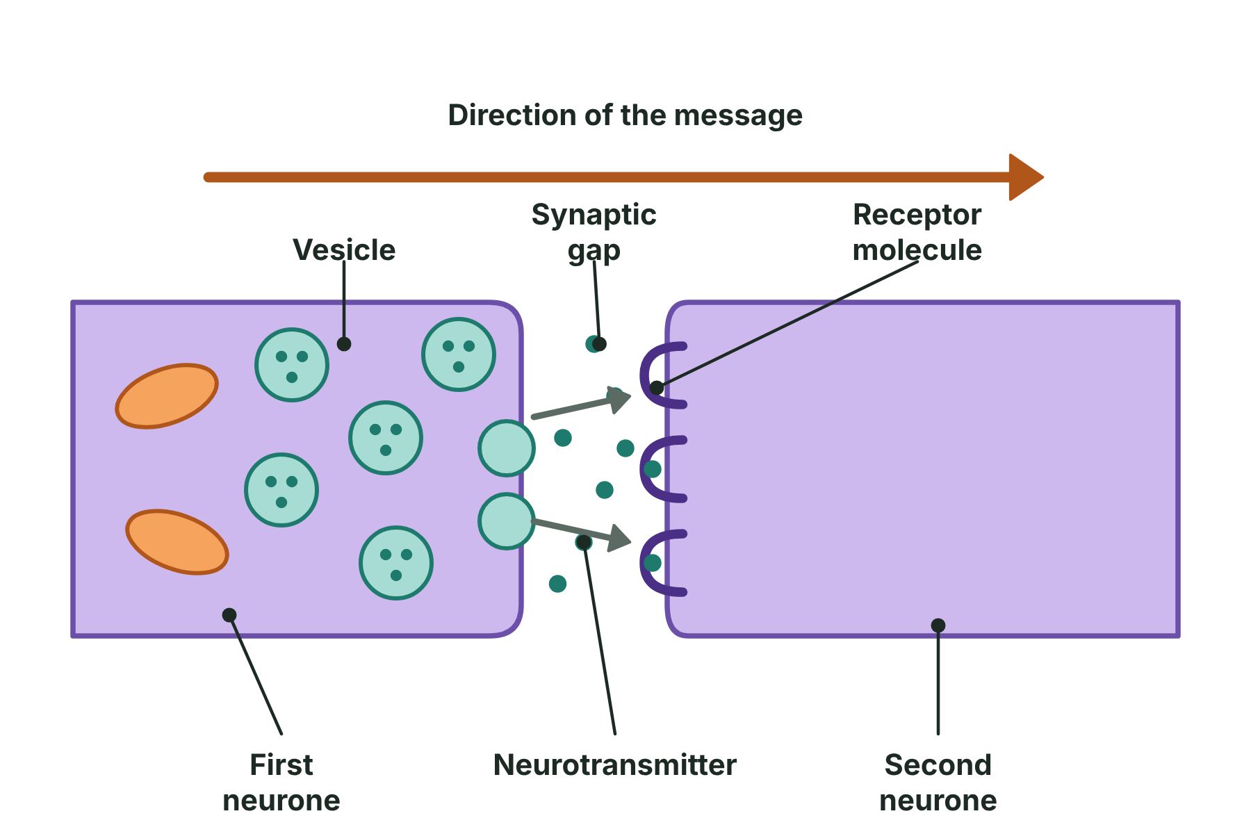 A synapse with vesicles of neurotransmitter in the first neurone, a gap crossed by neurotransmitter, and receptor molecules on the second neurone.