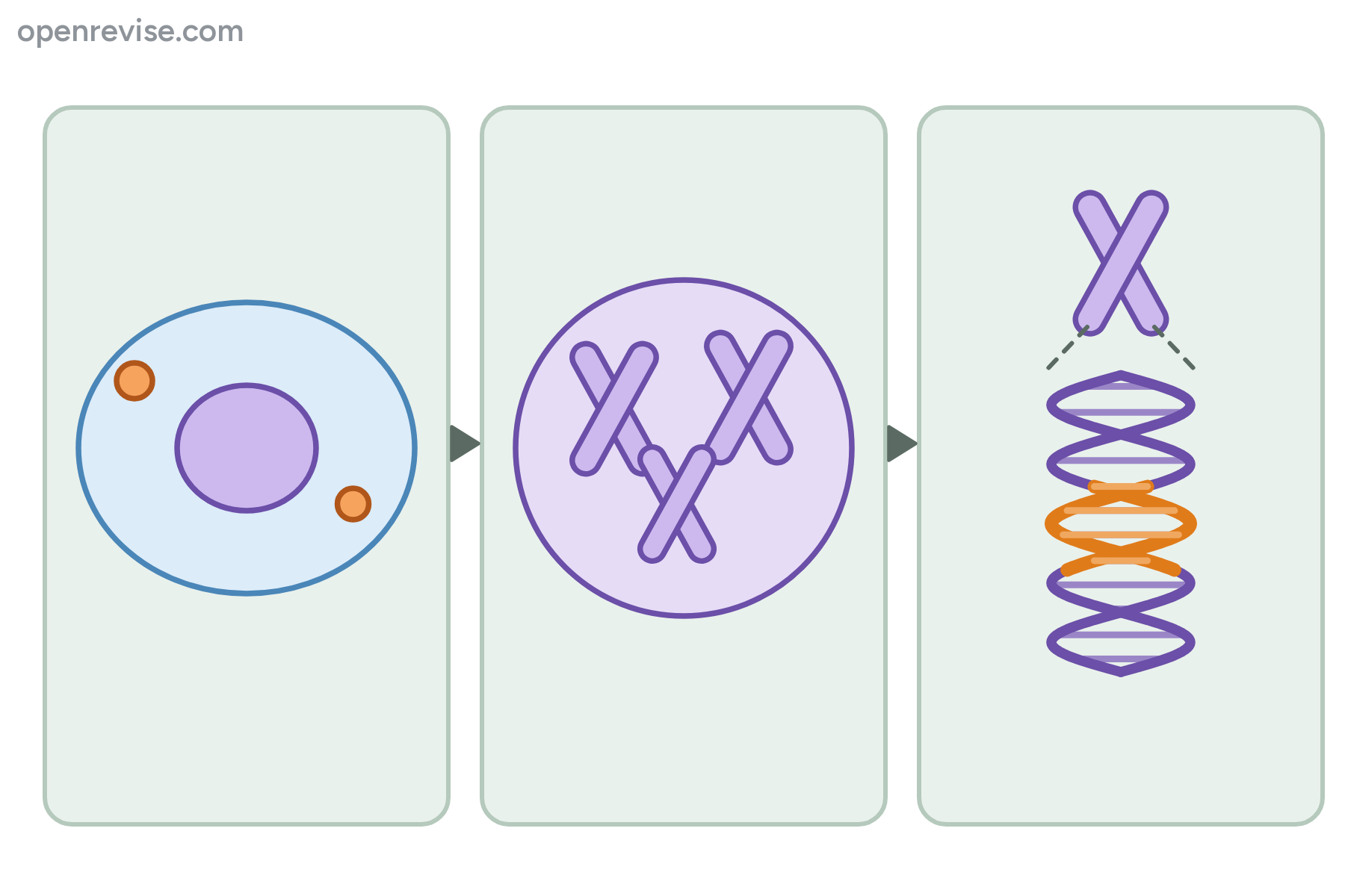 A diagram of a cell, its nucleus, a chromosome and a section of DNA, with no labels.