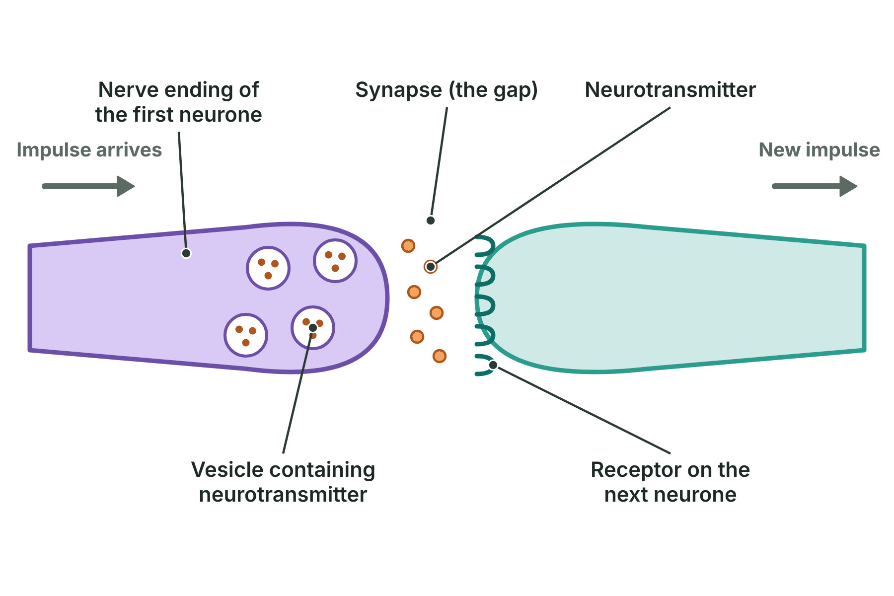 The gap between two neurones, with neurotransmitter molecules crossing from the first neurone to receptors on the next.