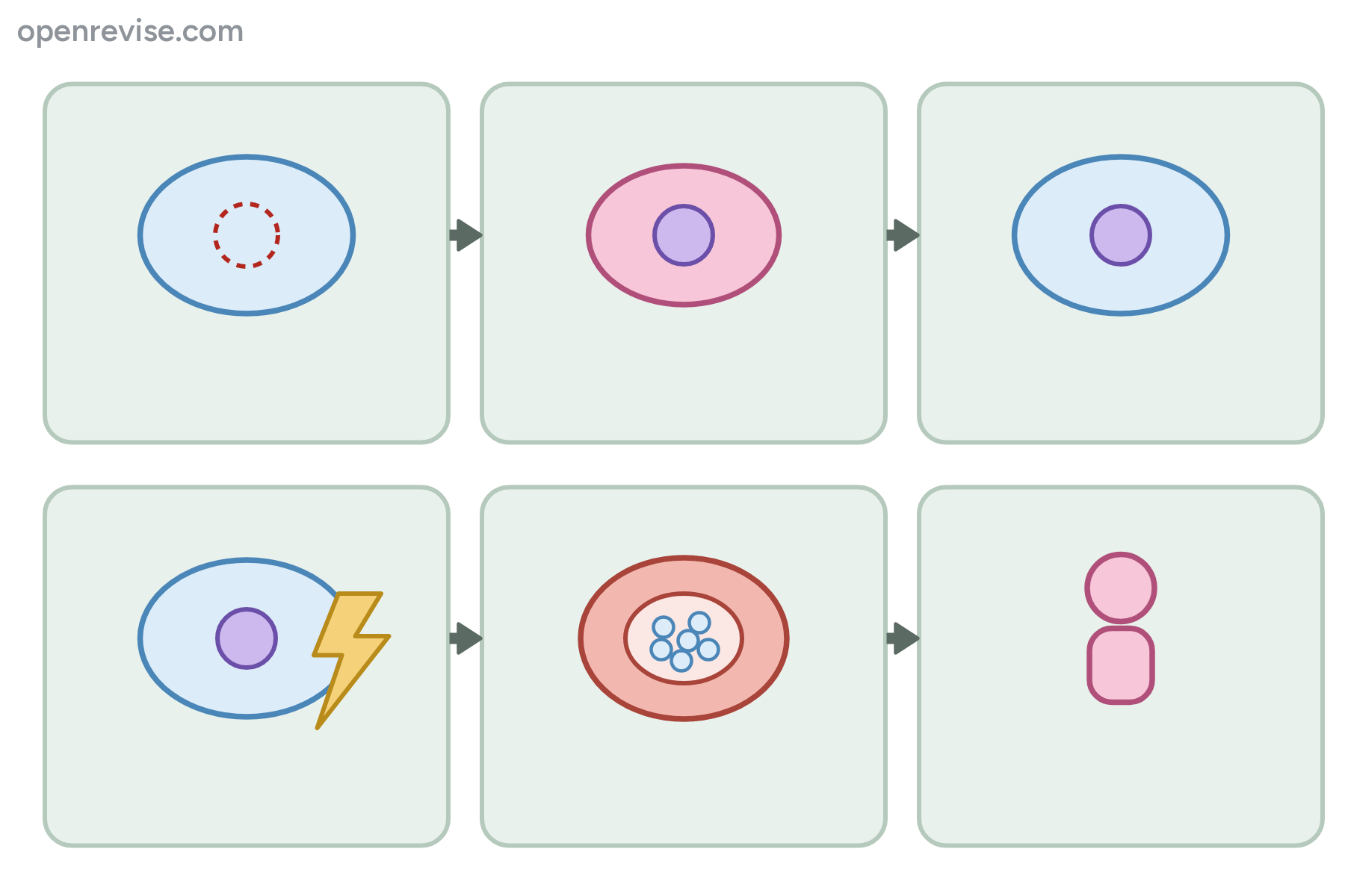 Six panels showing the stages of cloning, with no labels.