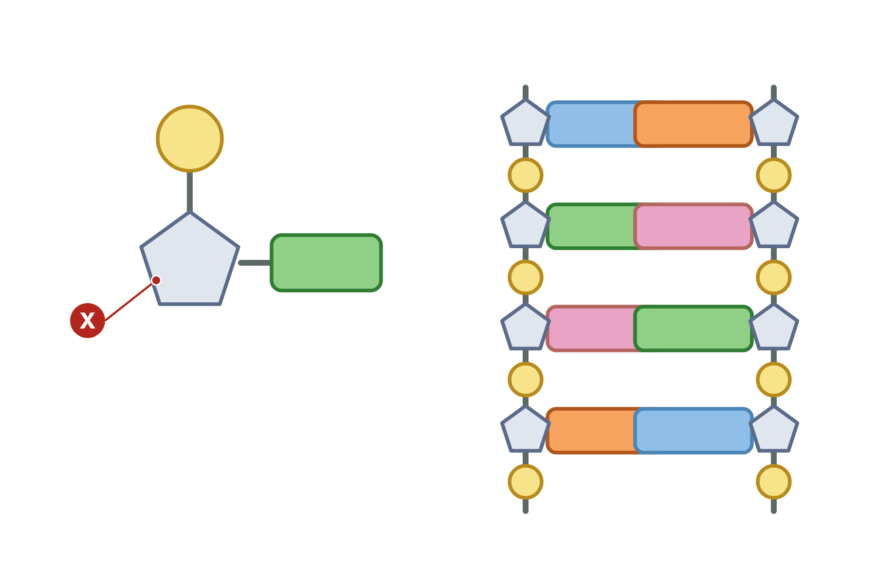 A nucleotide and a DNA ladder with a pointer marked X to the sugar.