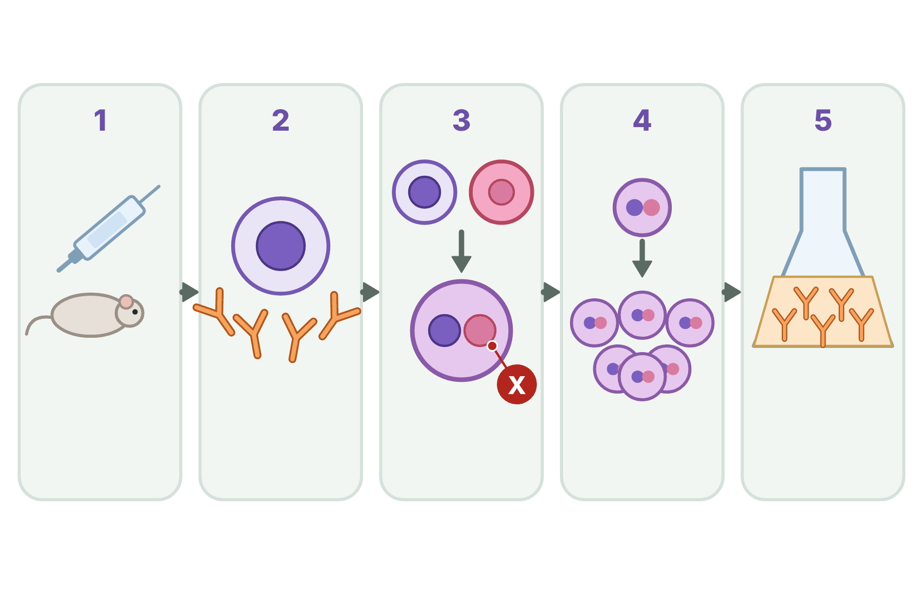 The five steps of making monoclonal antibodies with a pointer marked X to the hybridoma cell.