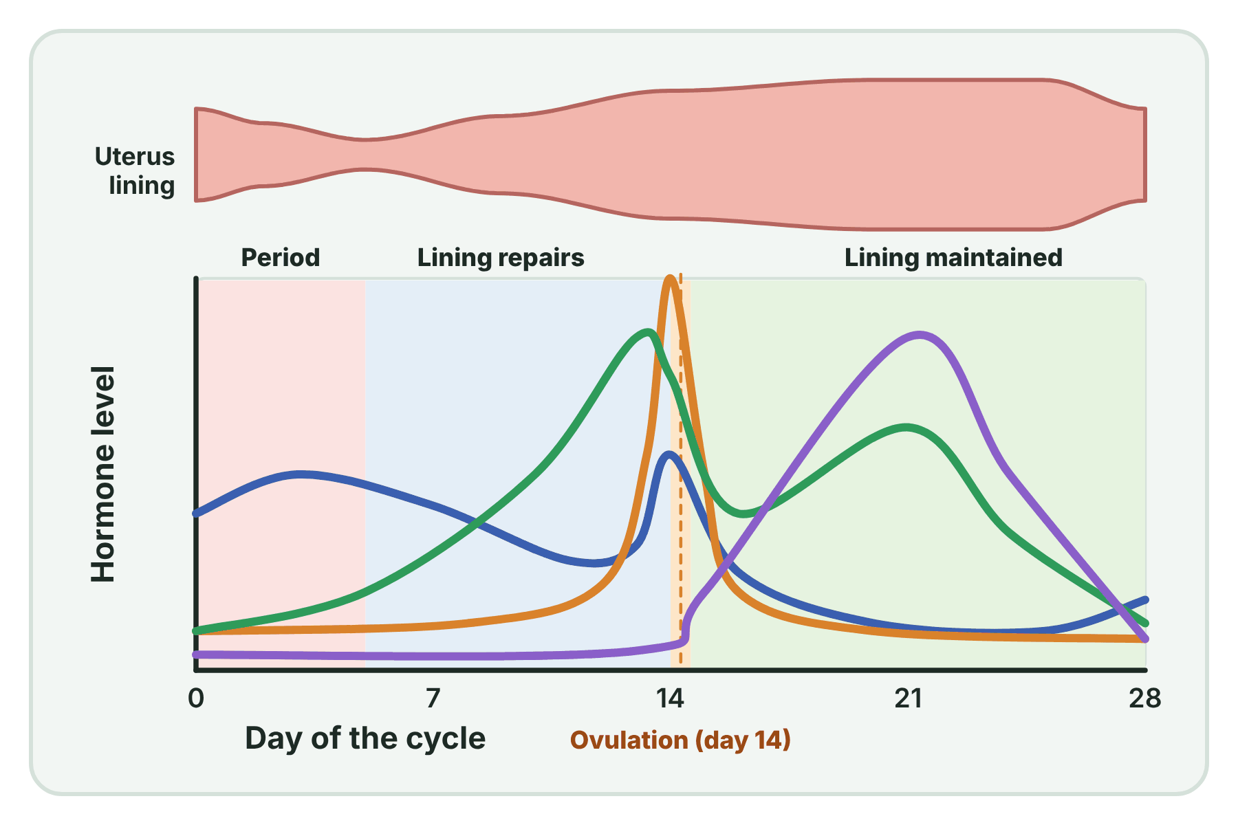A hormone graph with the curves not named.