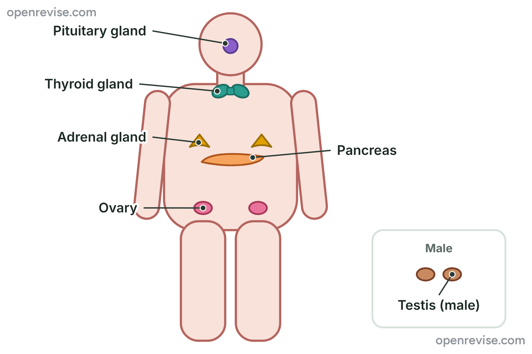 A human body outline with the pituitary gland, thyroid gland, adrenal glands, pancreas, ovaries and testes marked.