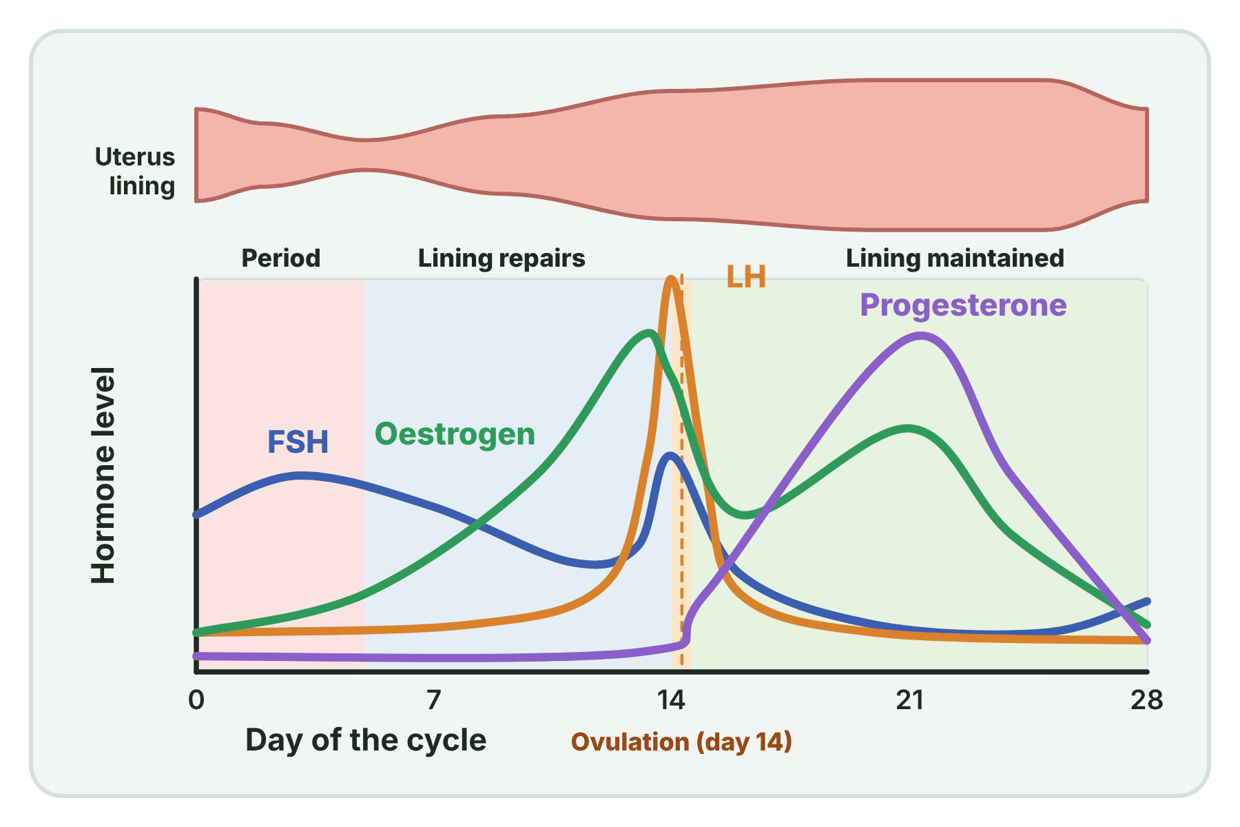 A graph of the levels of FSH, LH, oestrogen and progesterone through a 28-day menstrual cycle with the thickness of the uterus lining above.