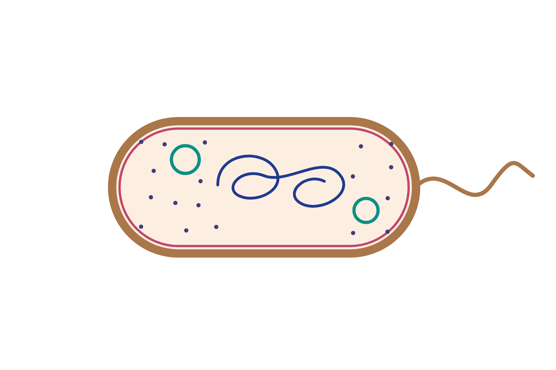 A rod-shaped bacterial cell with no labels.