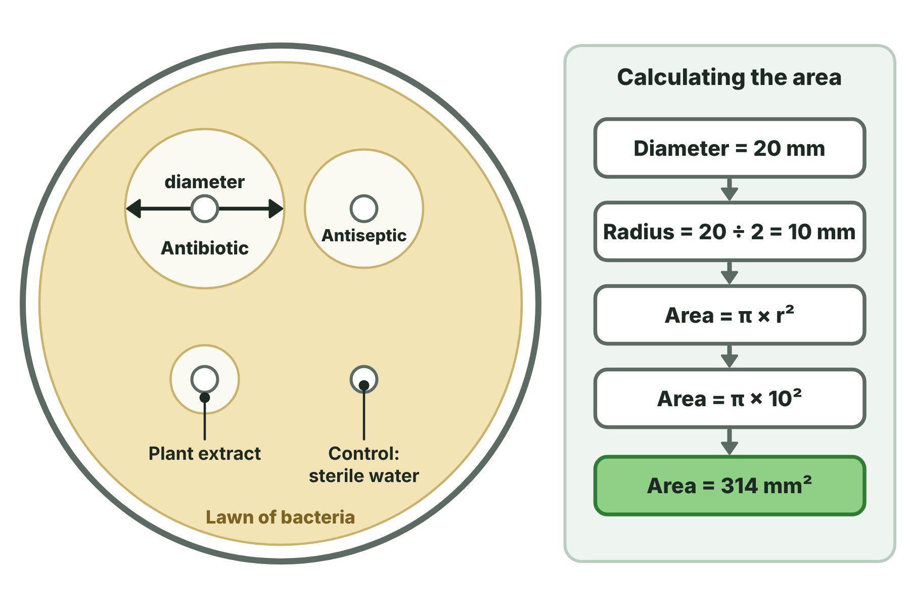 A petri dish with bacteria and four discs, with a large clear zone around the antibiotic, a medium one round the antiseptic, a small one round the plant extract and none around the water control, and a worked calculation of the area.