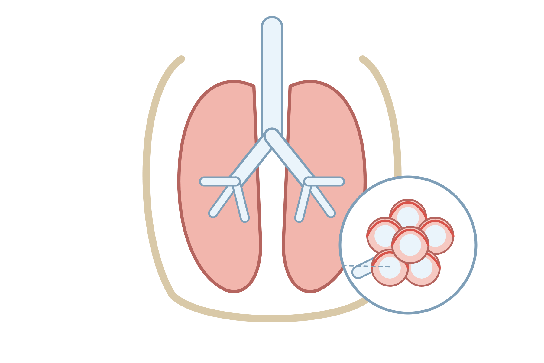 The lungs and airways with no labels.