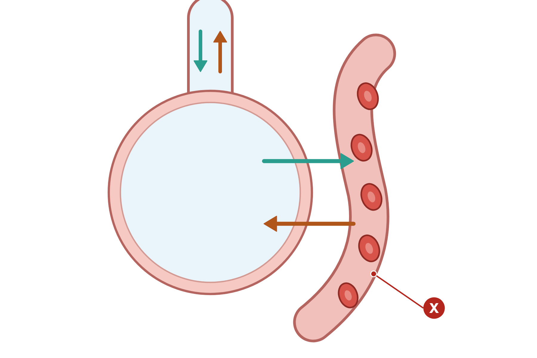 An alveolus beside a capillary with a pointer marked X to the capillary.