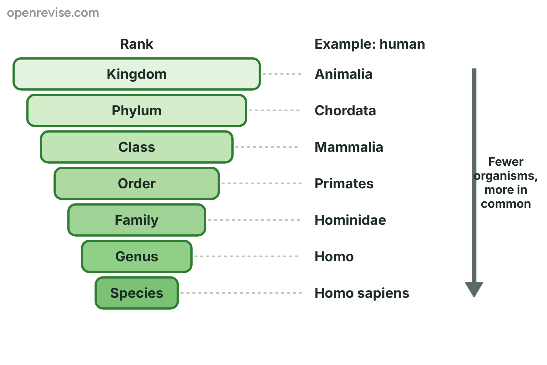 Seven ranks of classification from kingdom to species, getting narrower, with the classification of a human beside them.