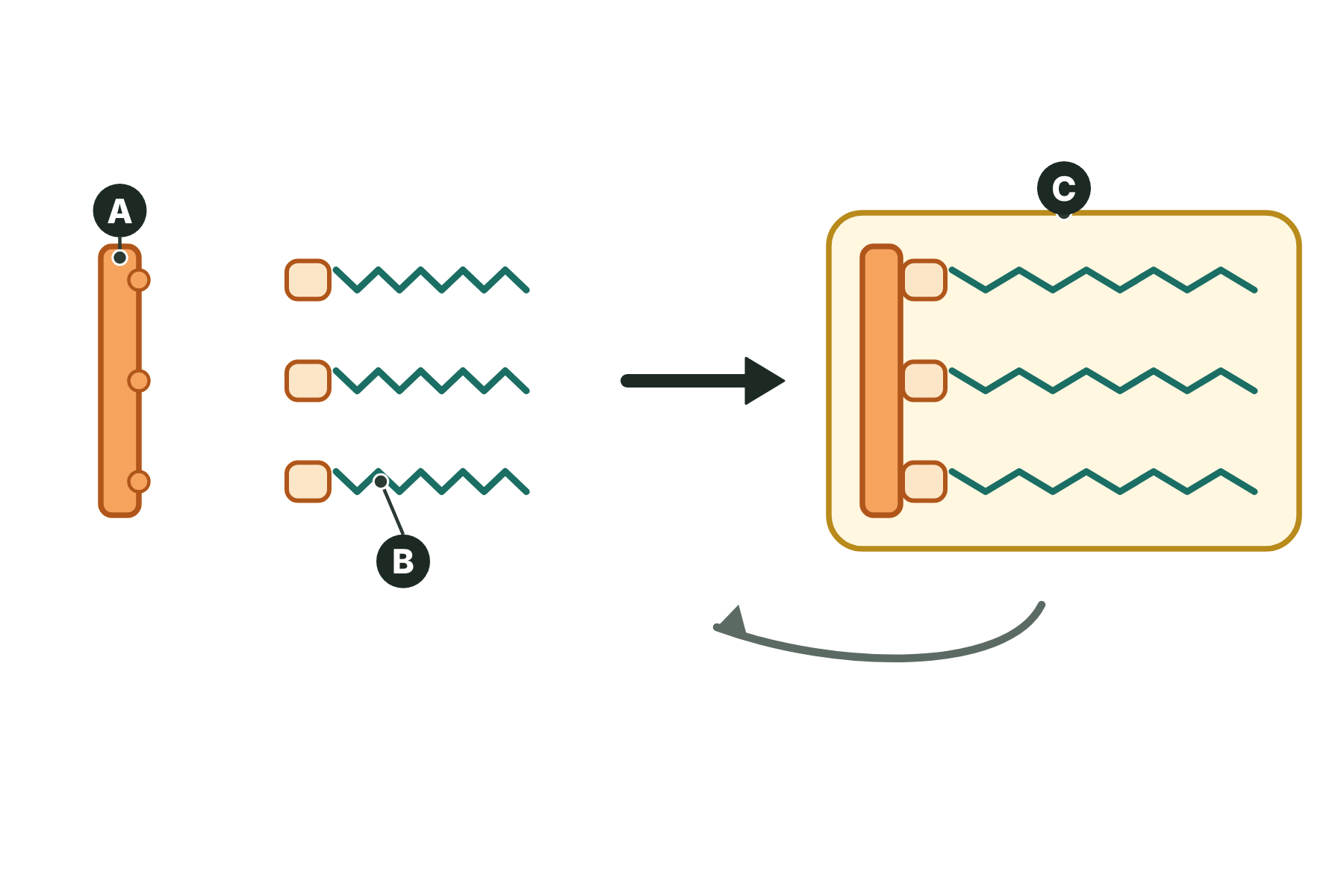 A lipid being made from glycerol and fatty acids, with three parts marked A, B and C.