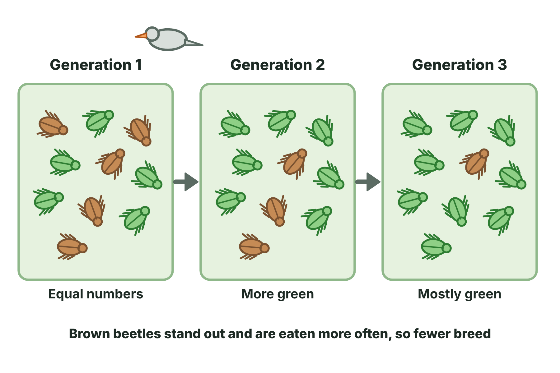Three generations of beetles in which the green camouflaged beetles survive and breed more, so that the population becomes mostly green.