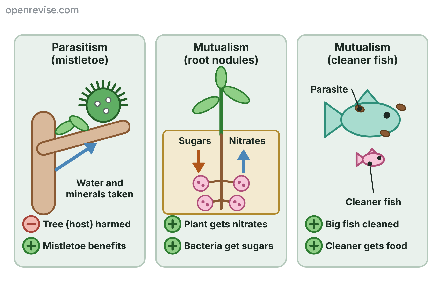 Three panels comparing one parasitic relationship, in which the tree is harmed, with two mutualistic relationships, in which both organisms benefit.