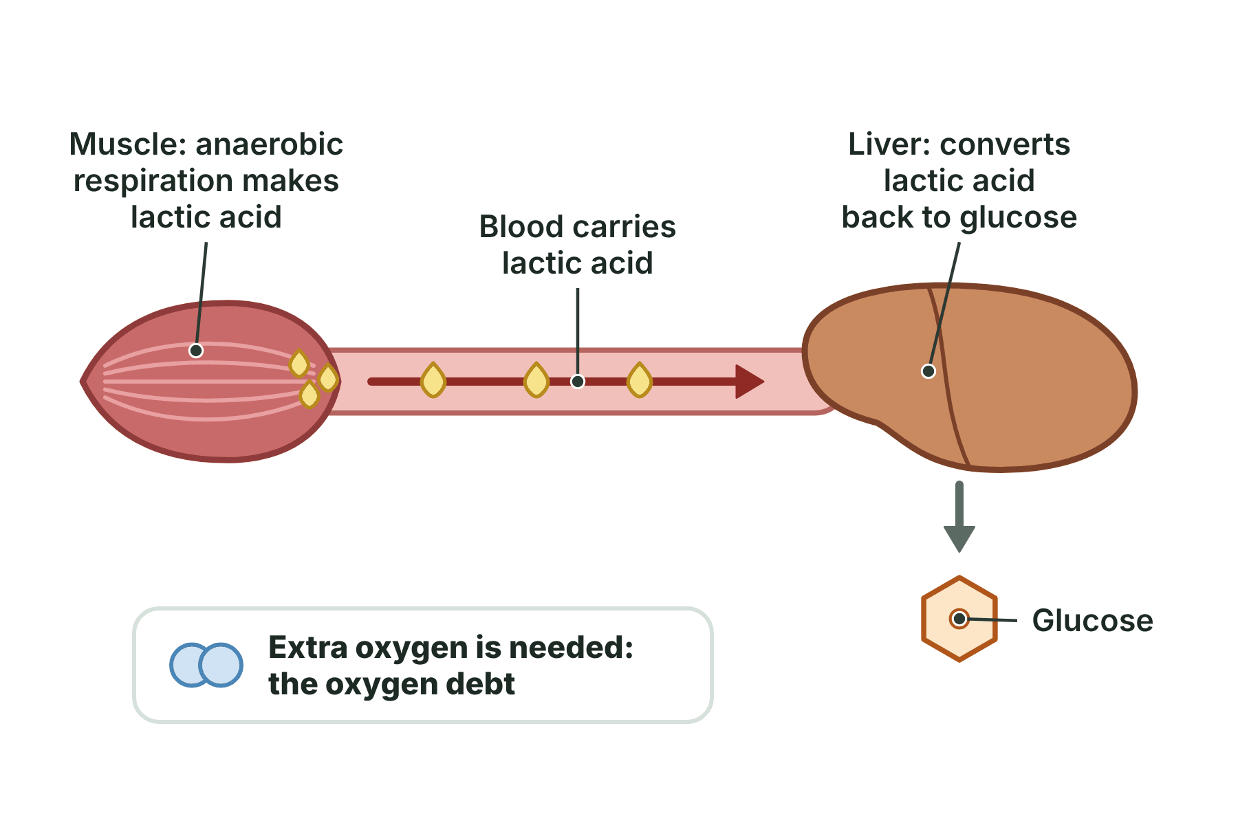 Lactic acid made in a muscle is carried by the blood to the liver, which converts it back to glucose.