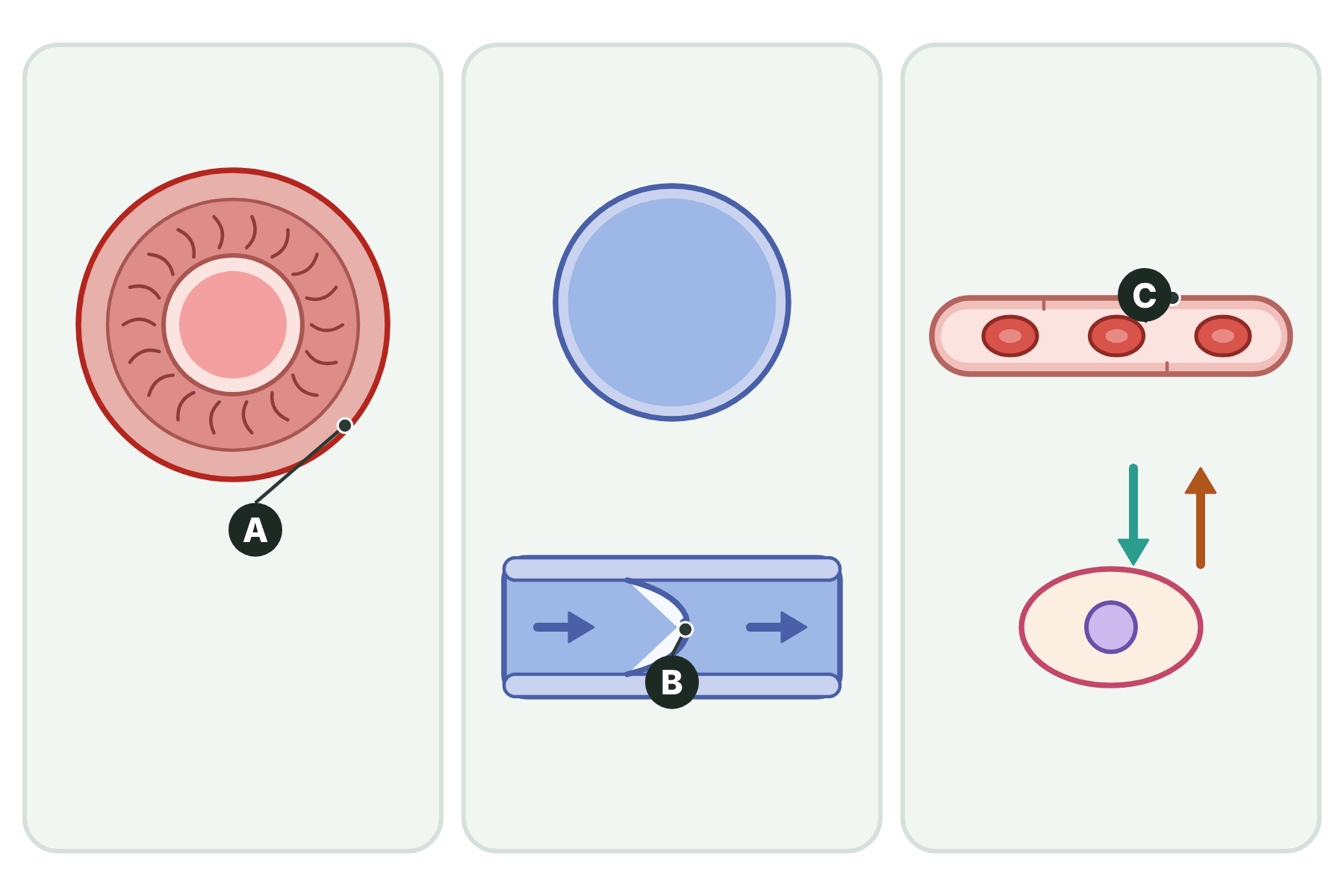 Three blood vessels with parts marked A, B and C.
