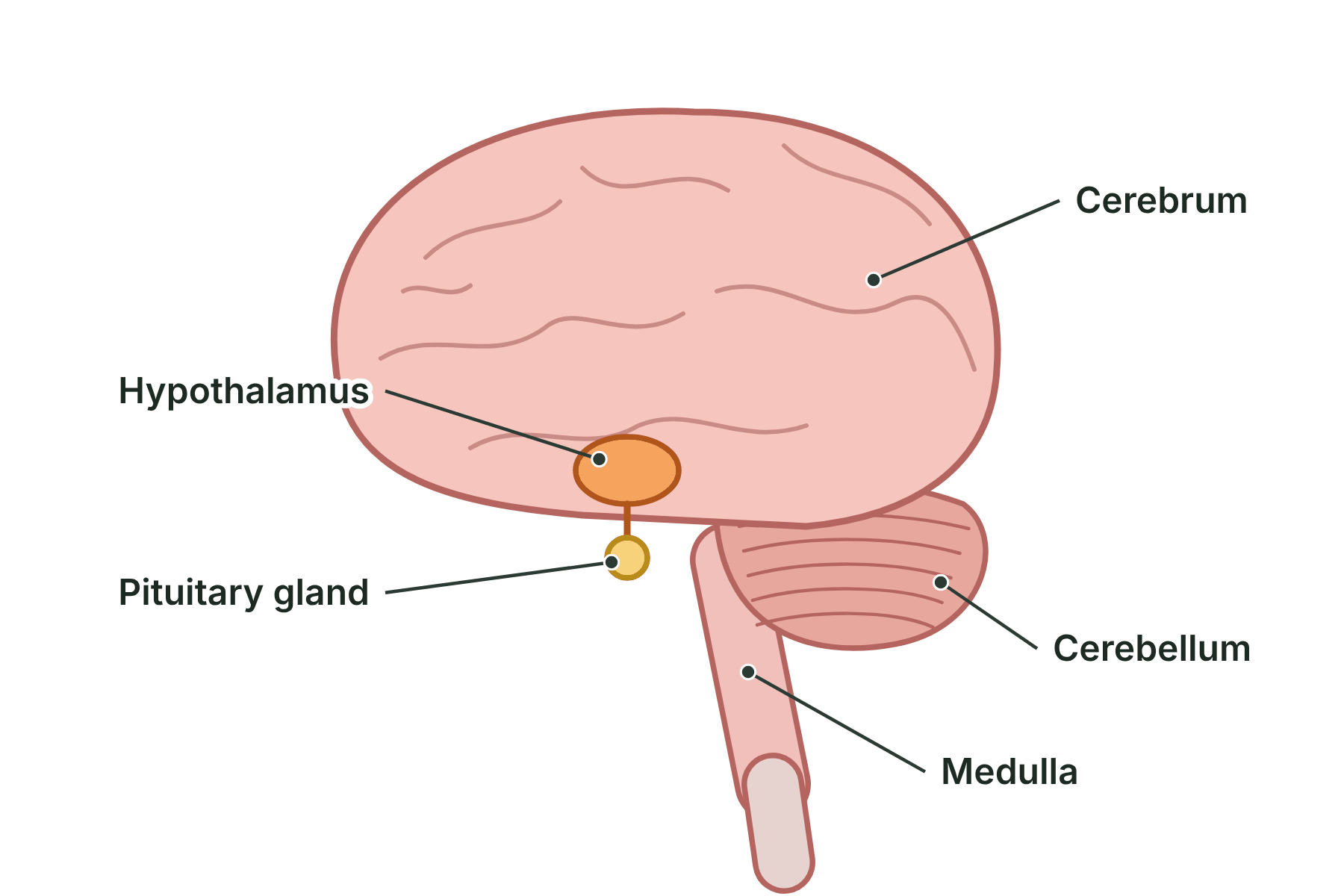 A cross-section of the brain with the cerebrum, cerebellum, medulla, hypothalamus and pituitary gland labelled.