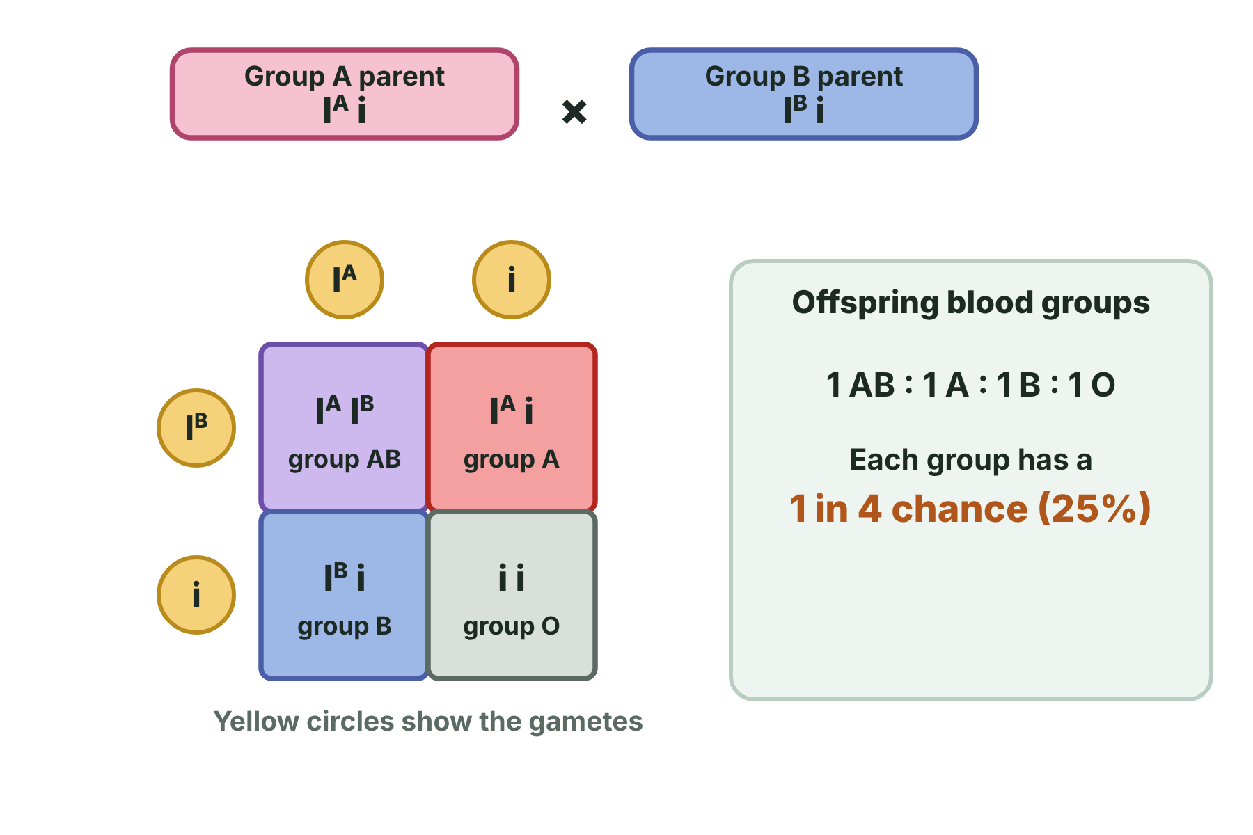 A Punnett square for IAi crossed with IBi giving the four blood groups AB, A, B and O in equal numbers.